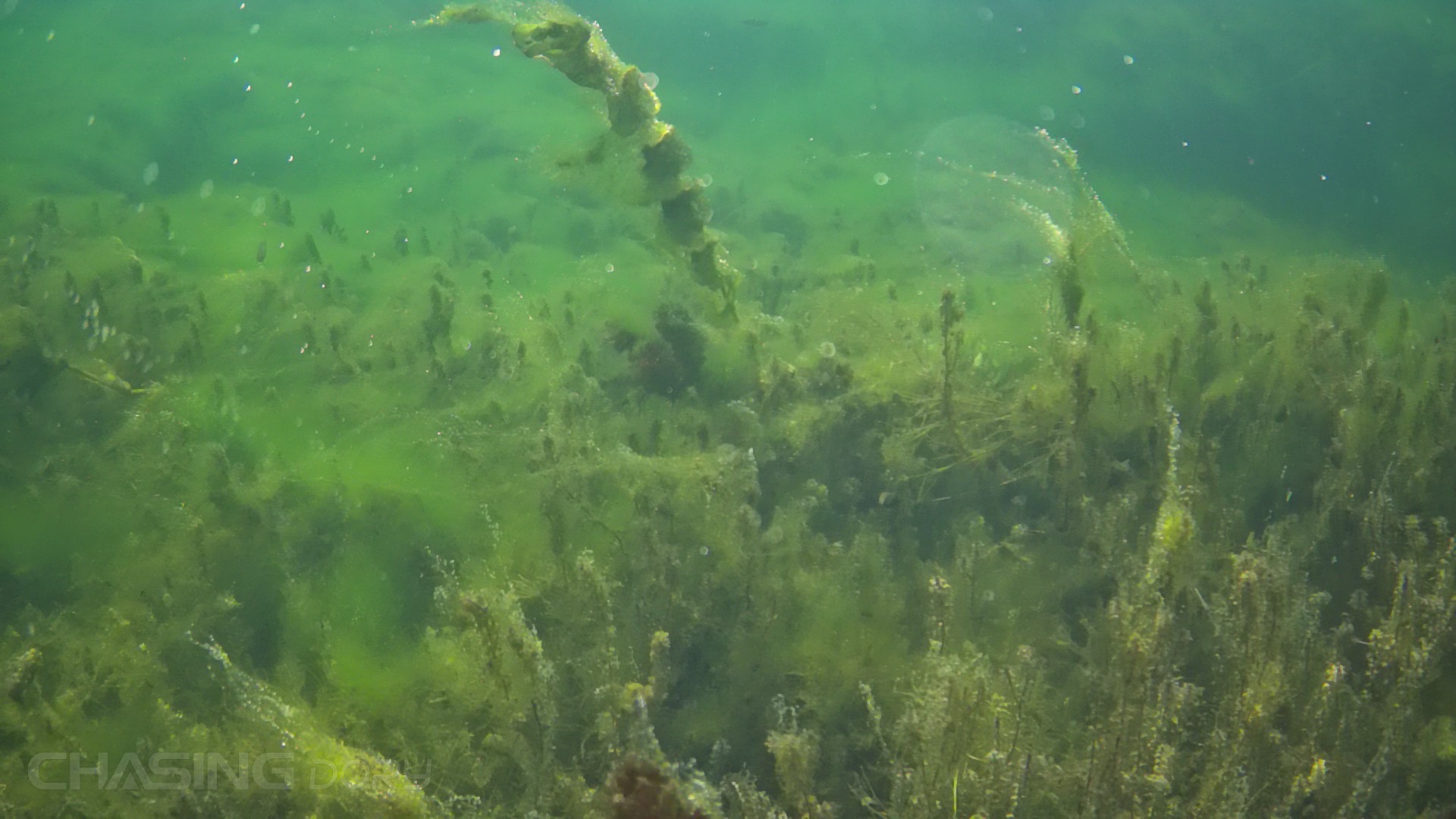 underwater seaweed green