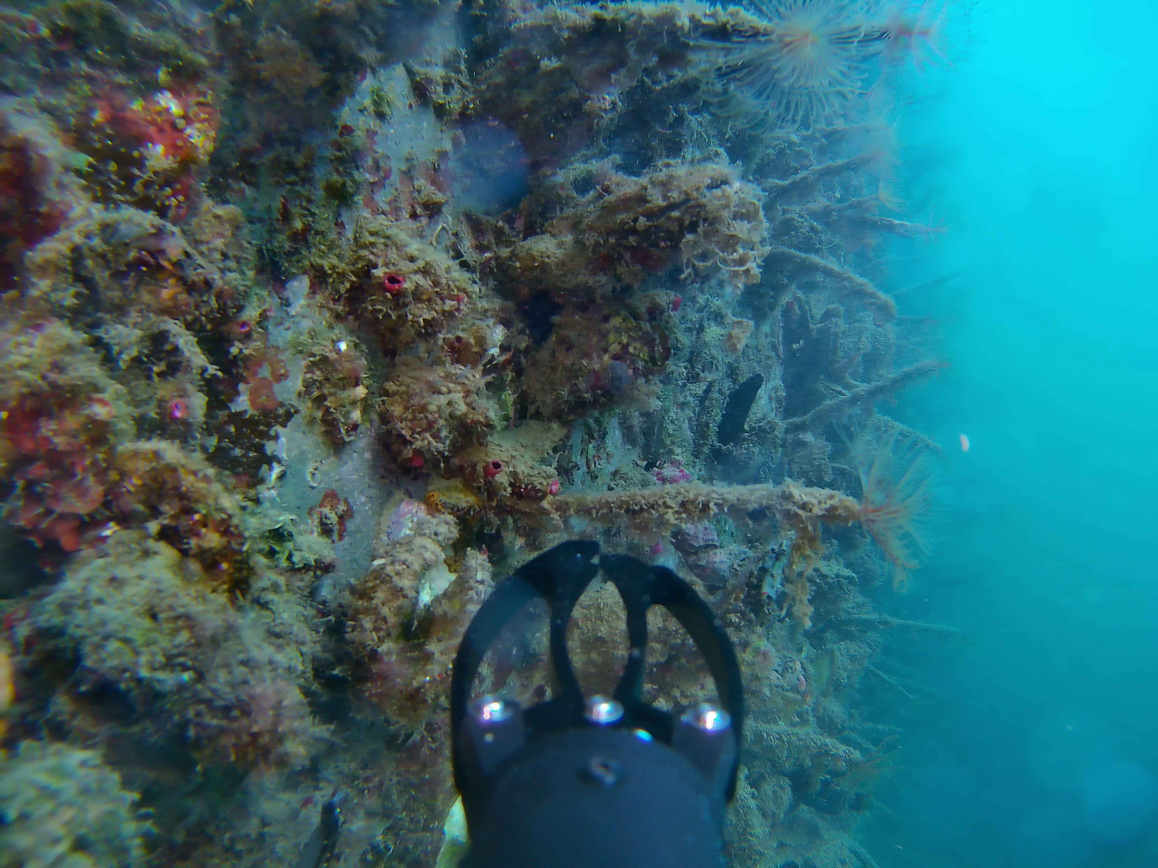 underwater coral and drone arm