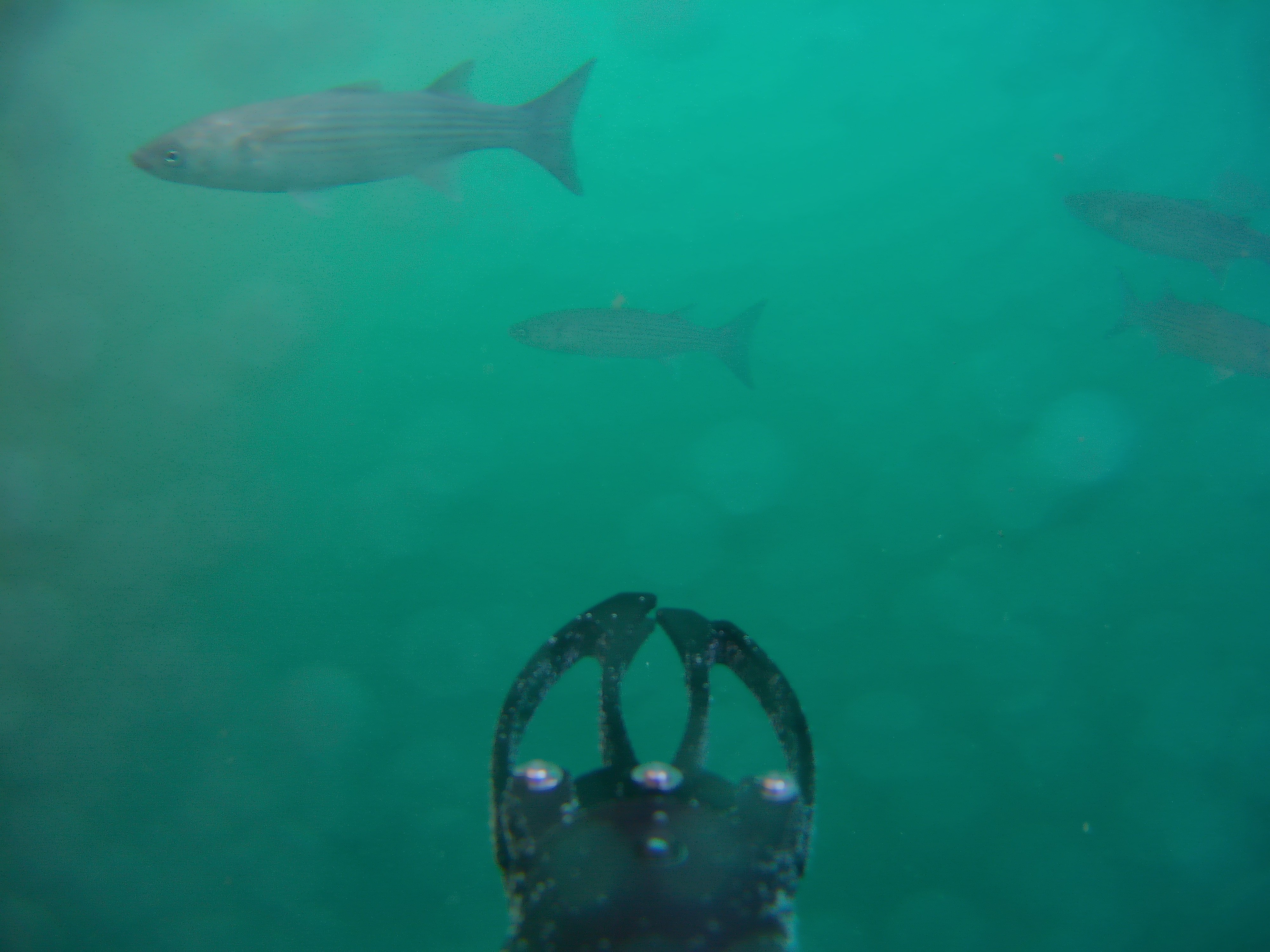 underwater fish and drone arm