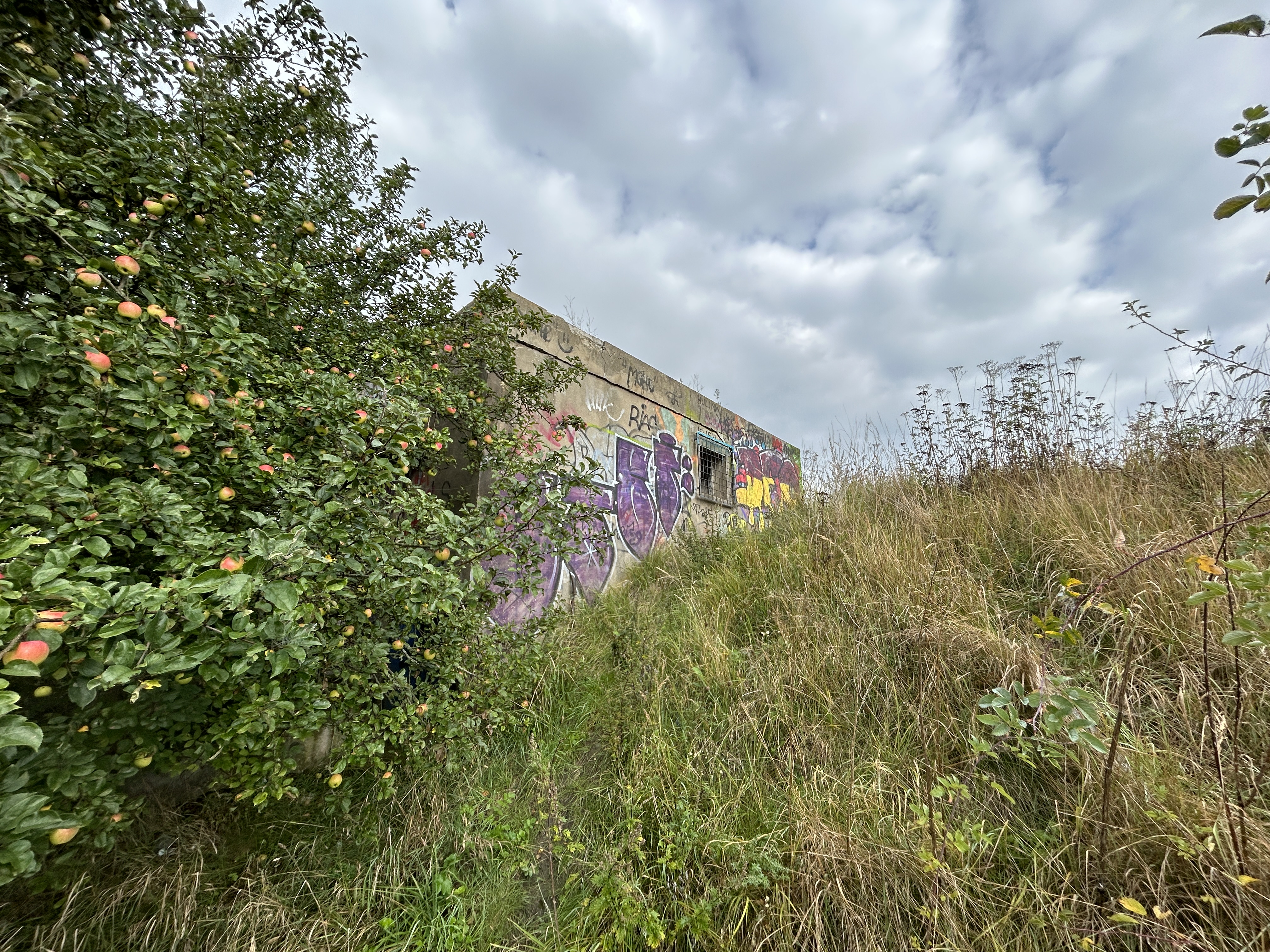 abandoned building graffiti trees