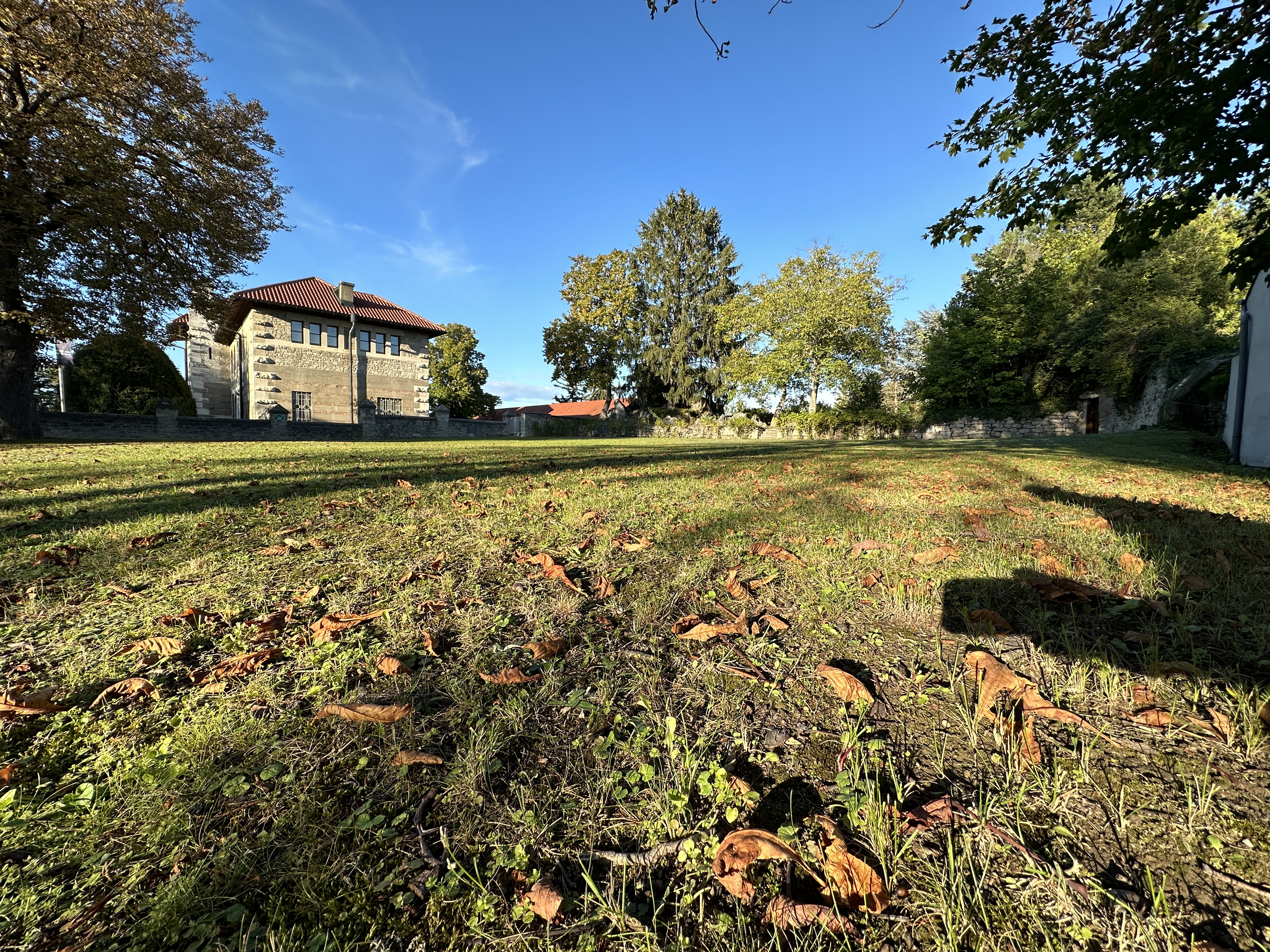 autumn leaves grassy field