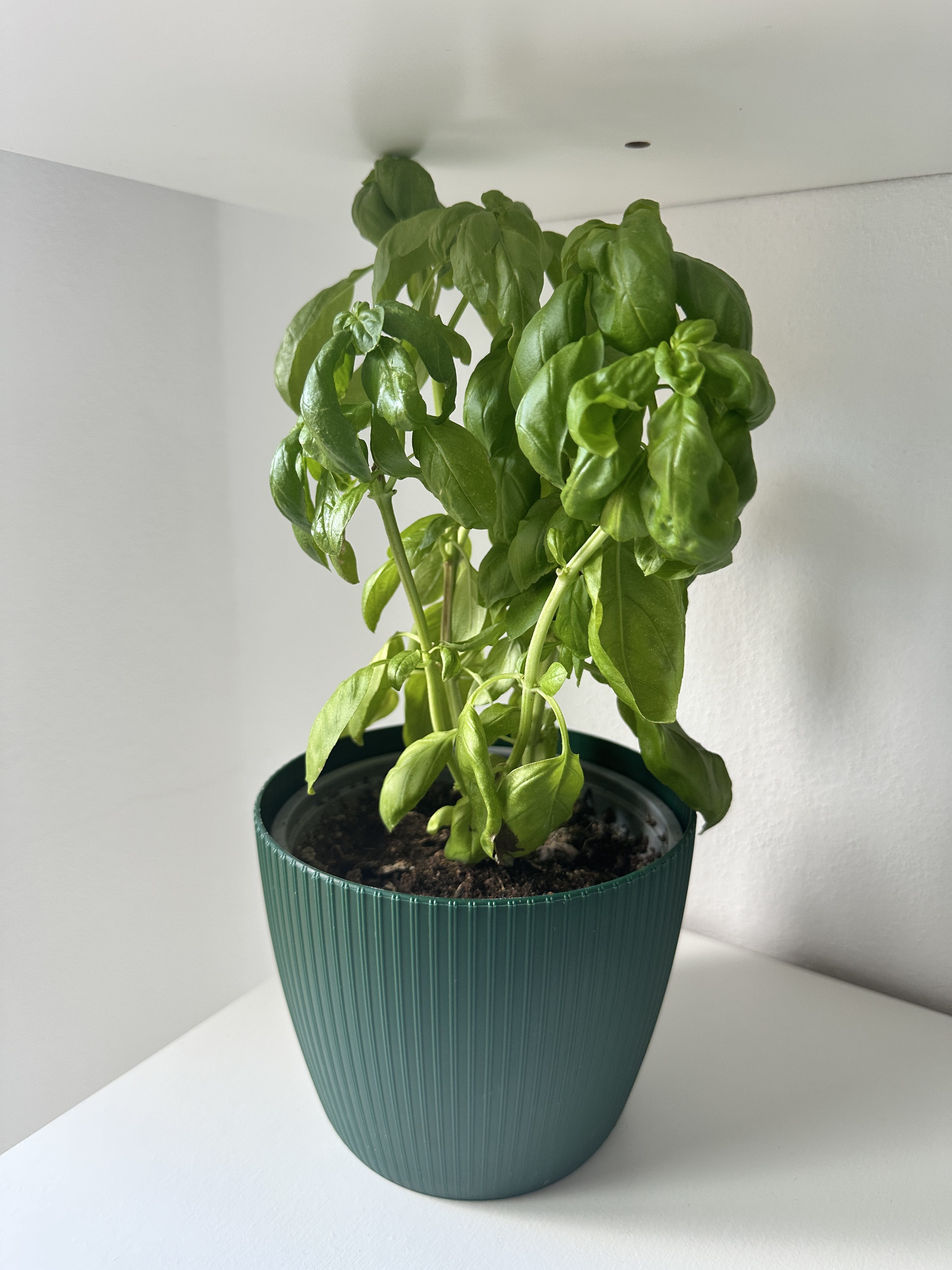 basil plant in green pot