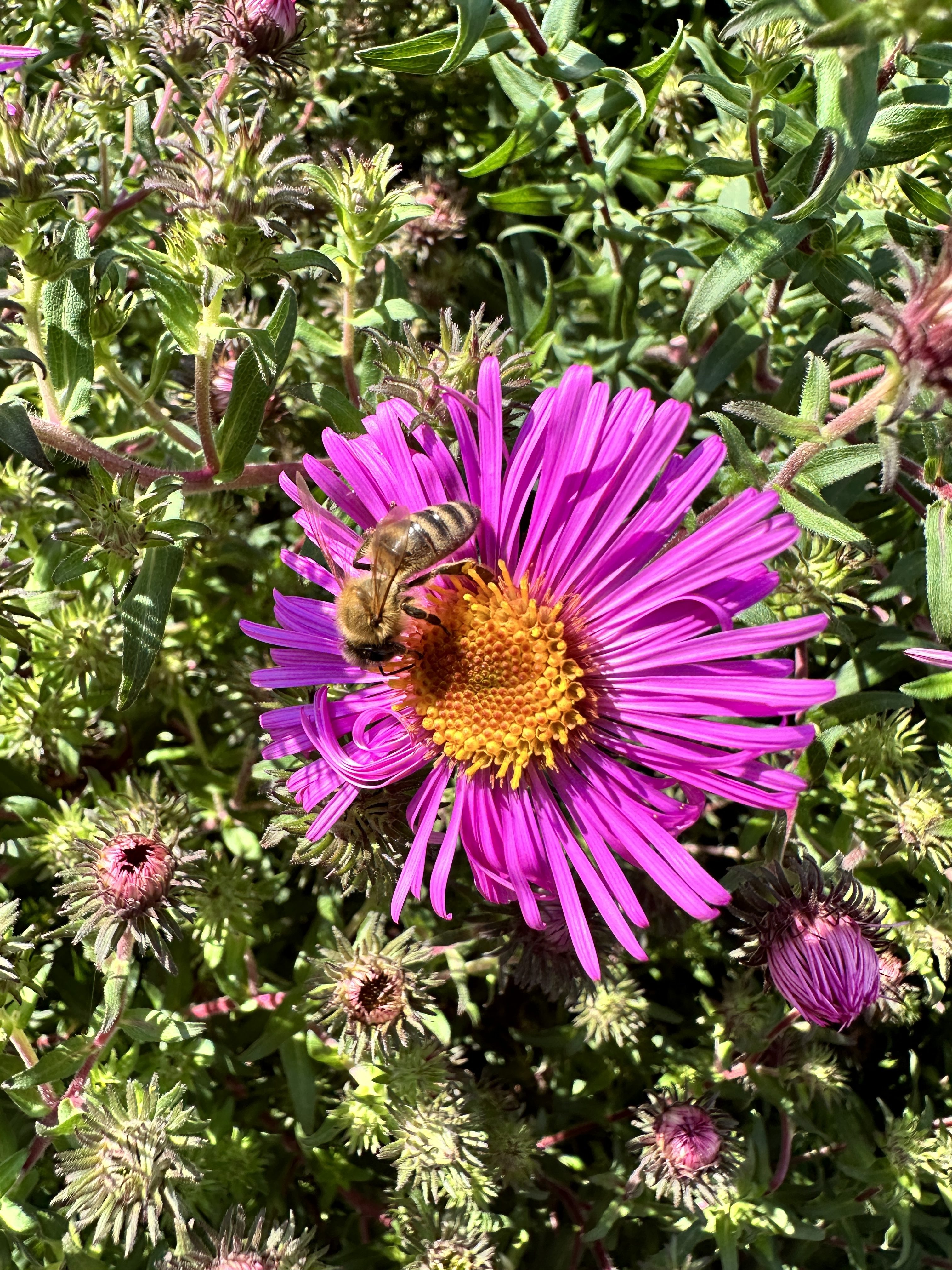 bee on purple bloom