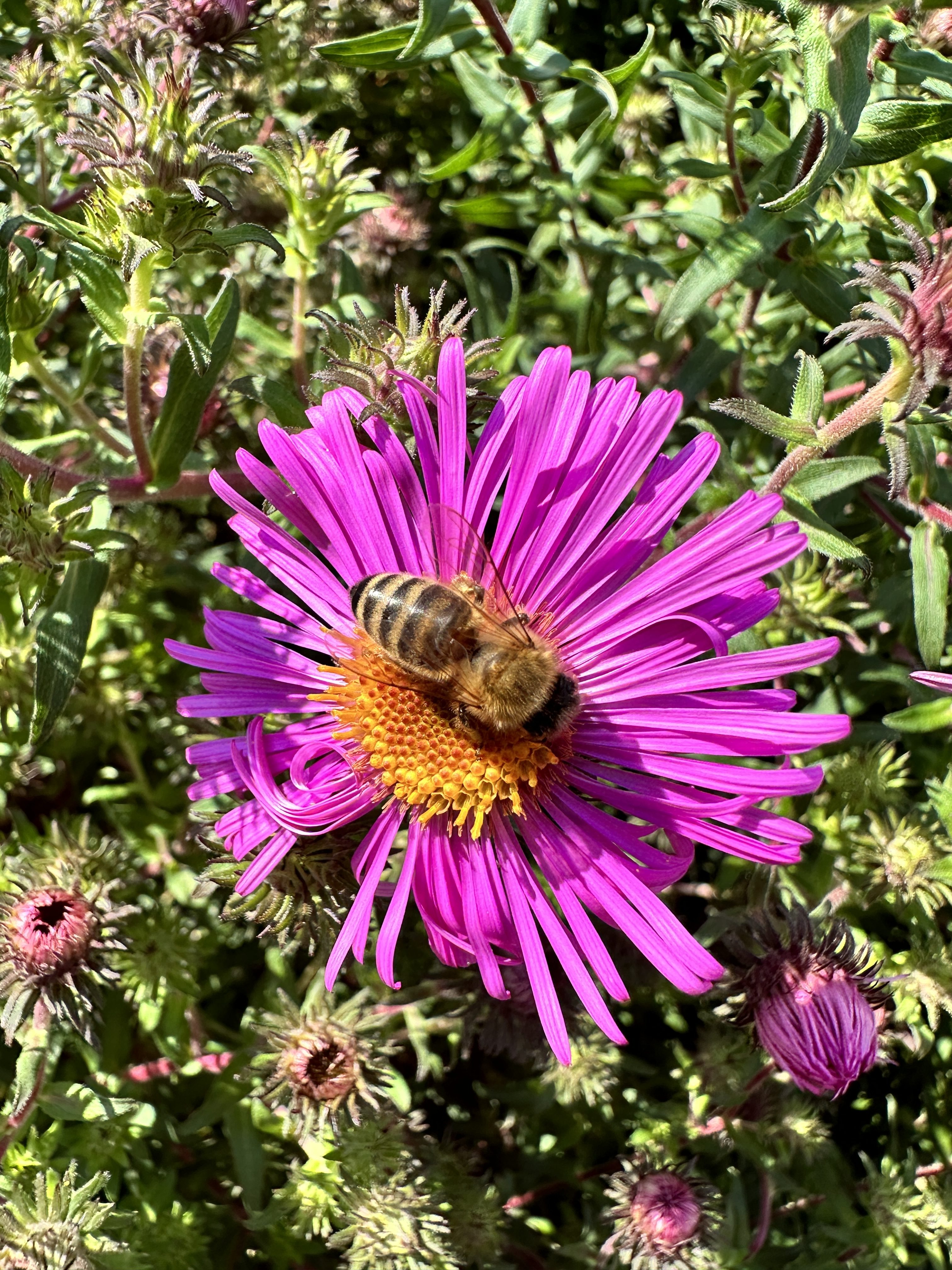 bee on purple flower