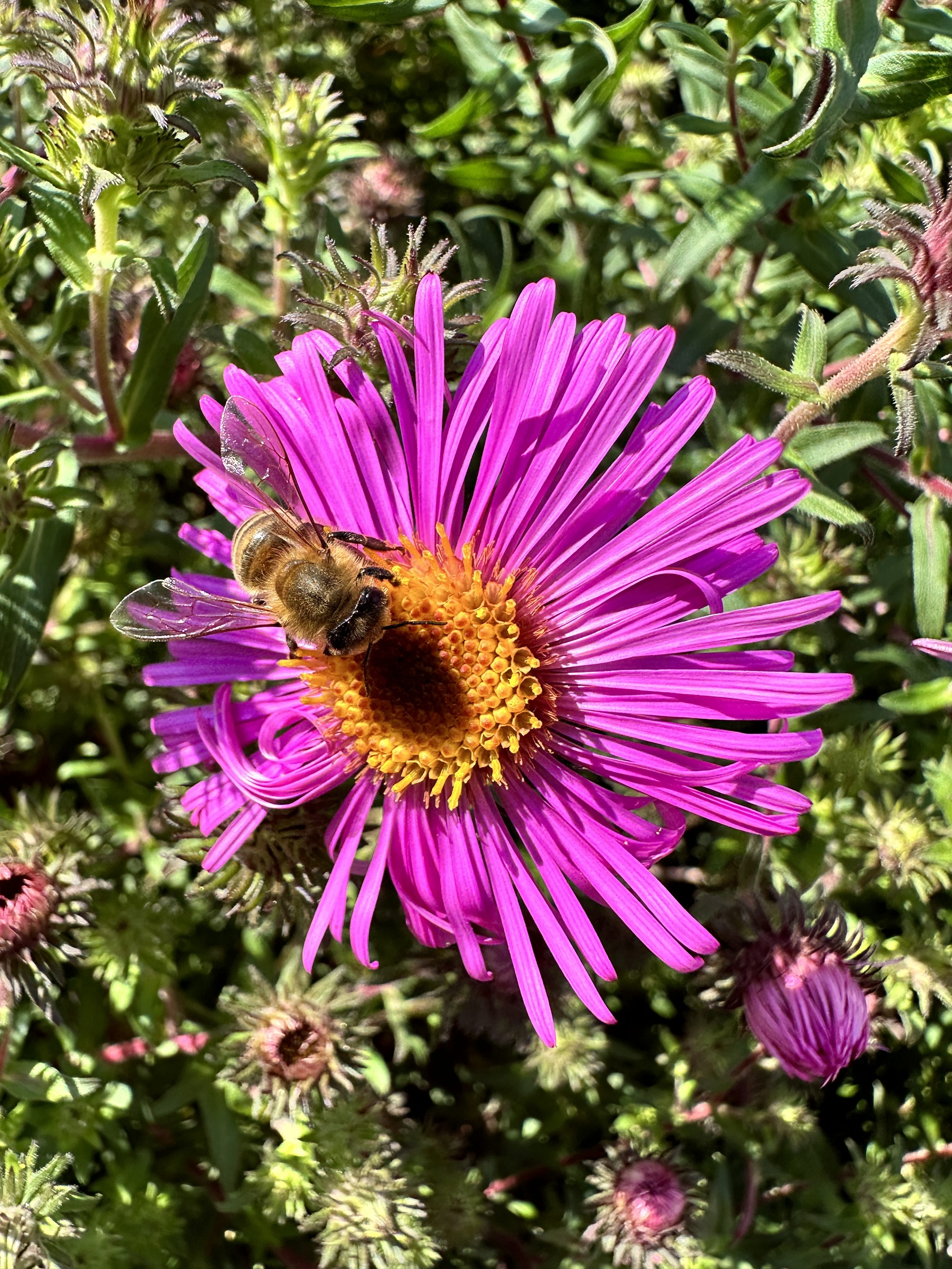 bee on vibrant flower