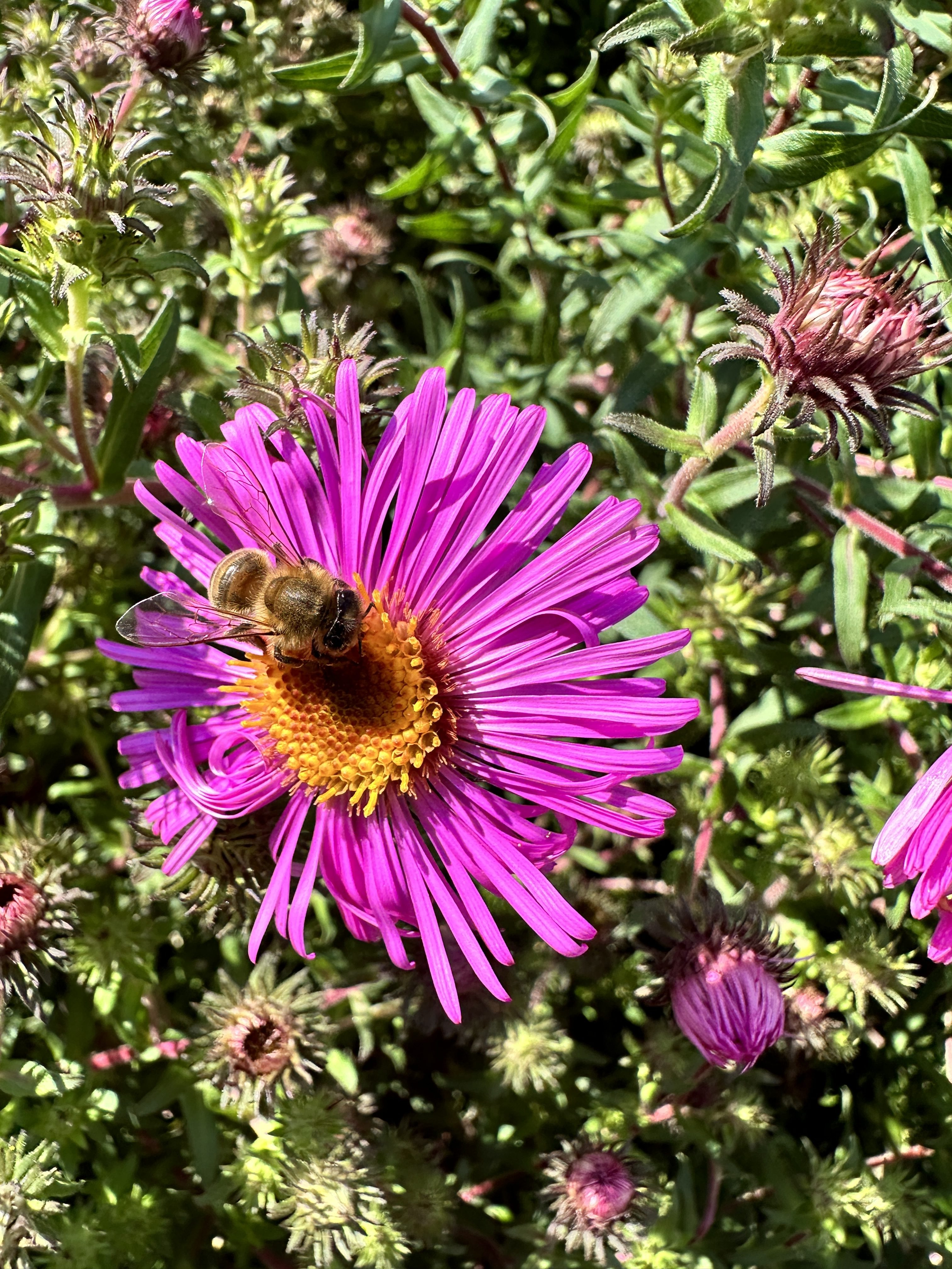 bee pollinating purple flower