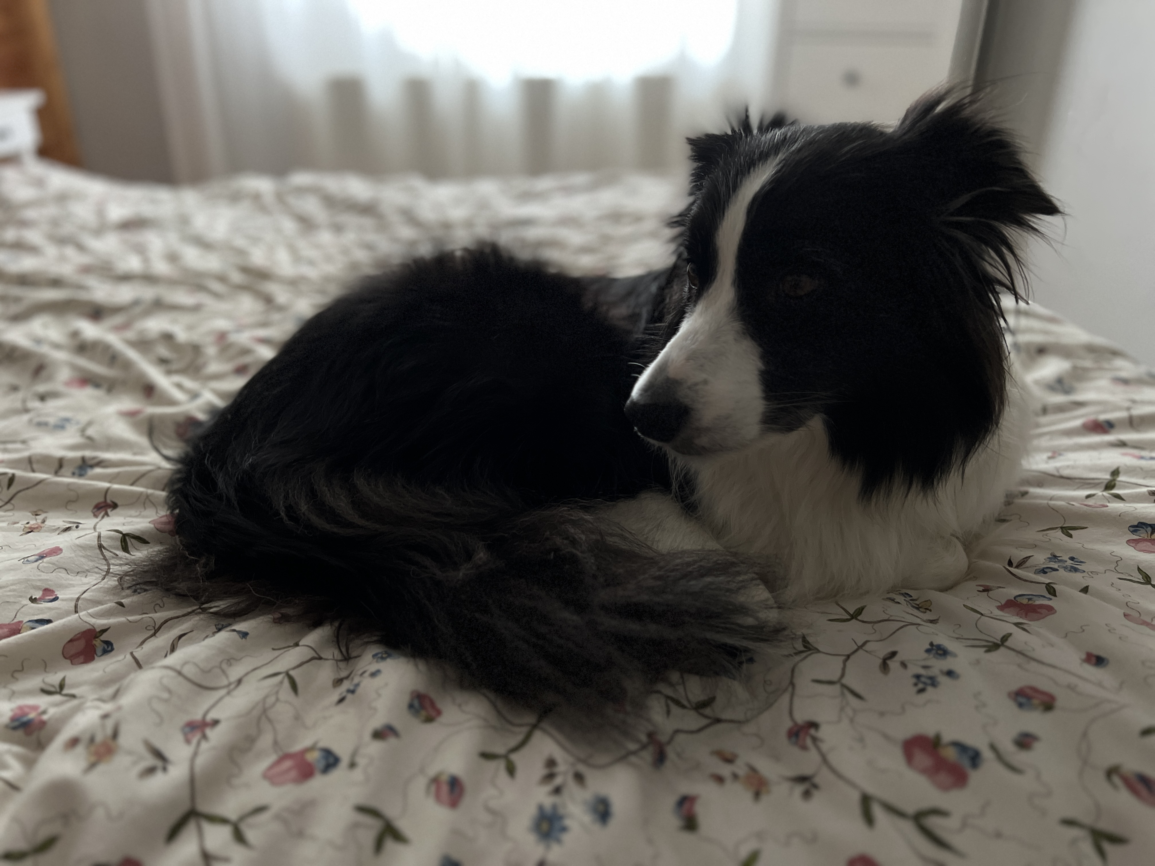 black and white dog on floral bed
