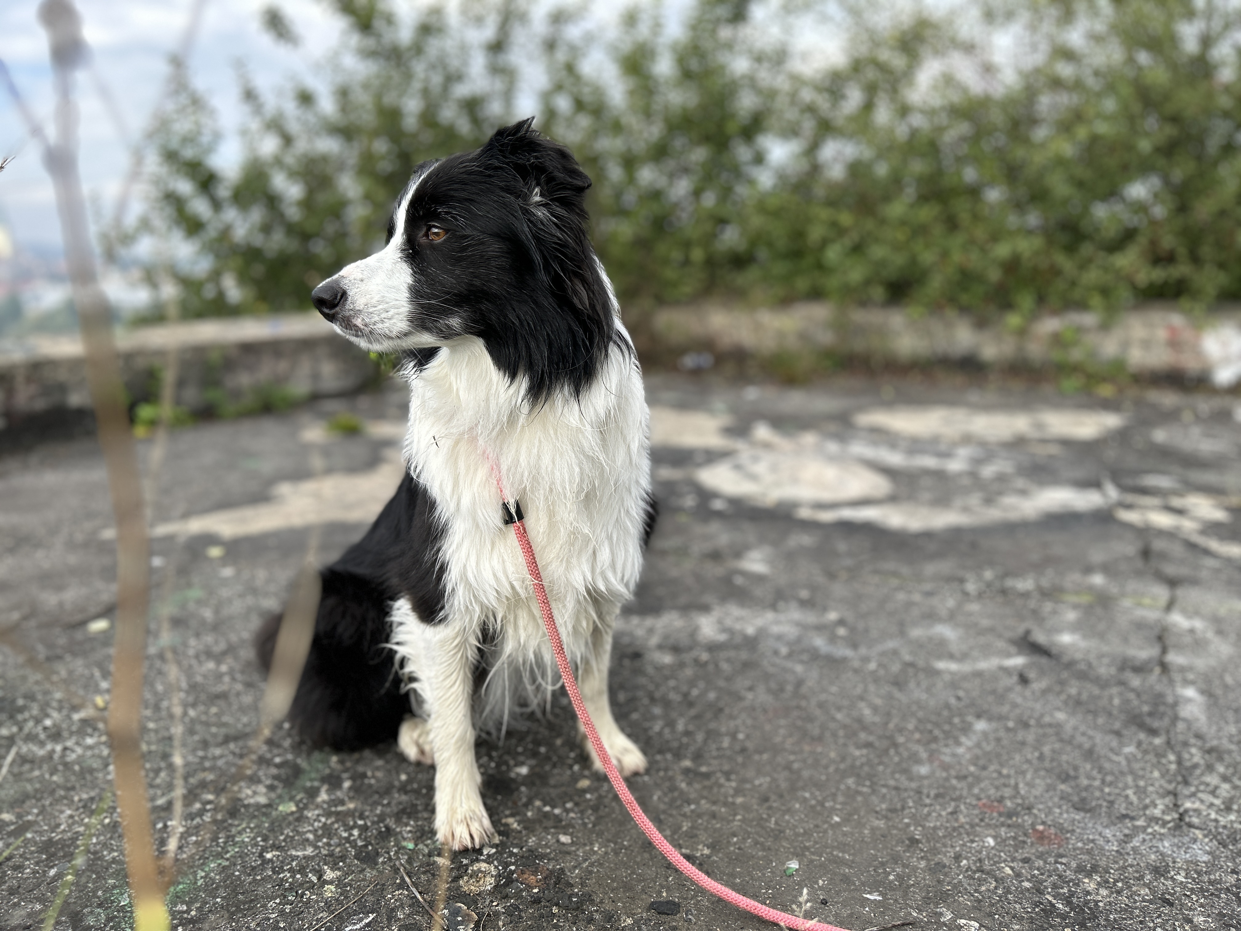 black and white dog on leash