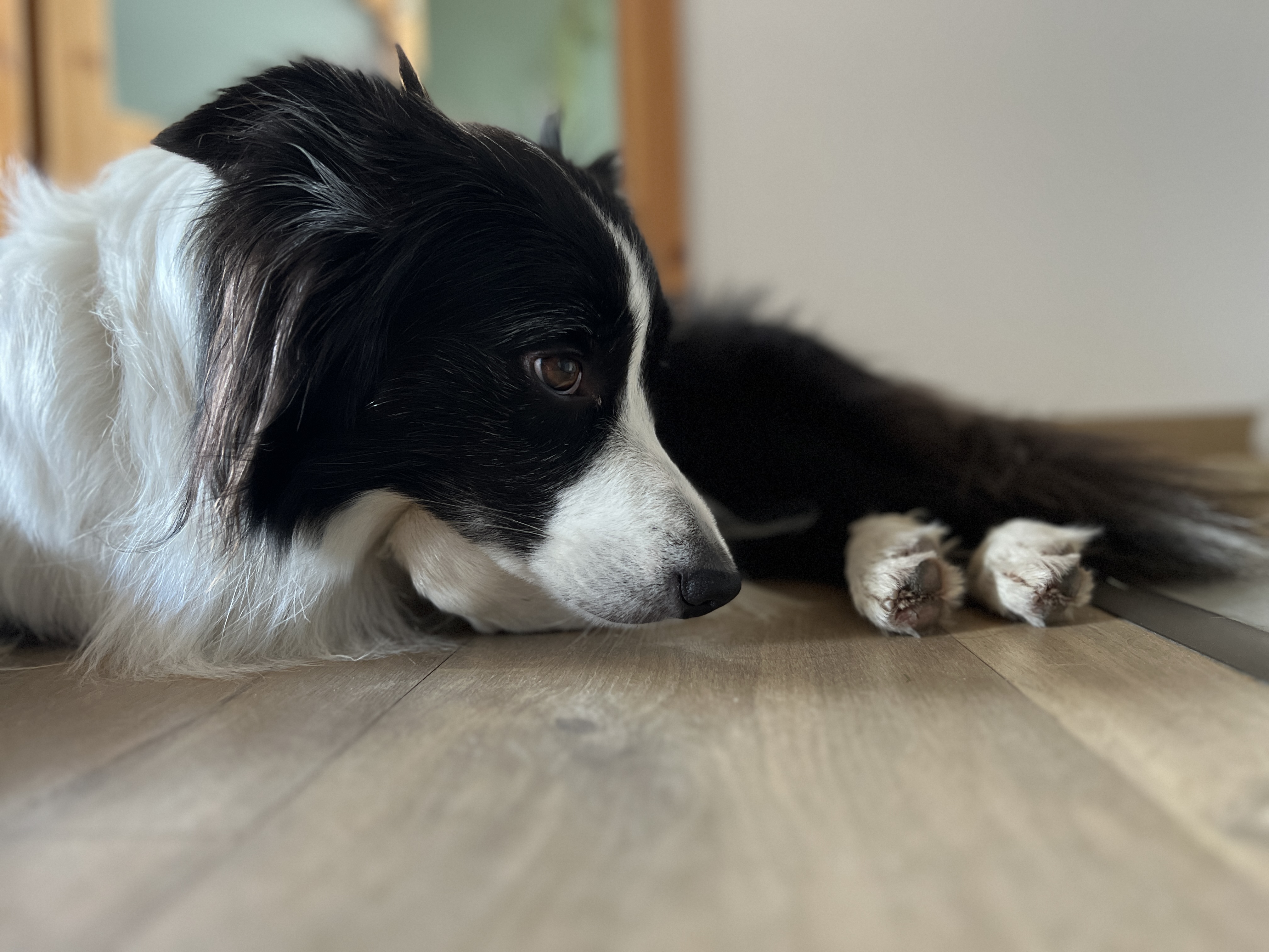black and white dog resting