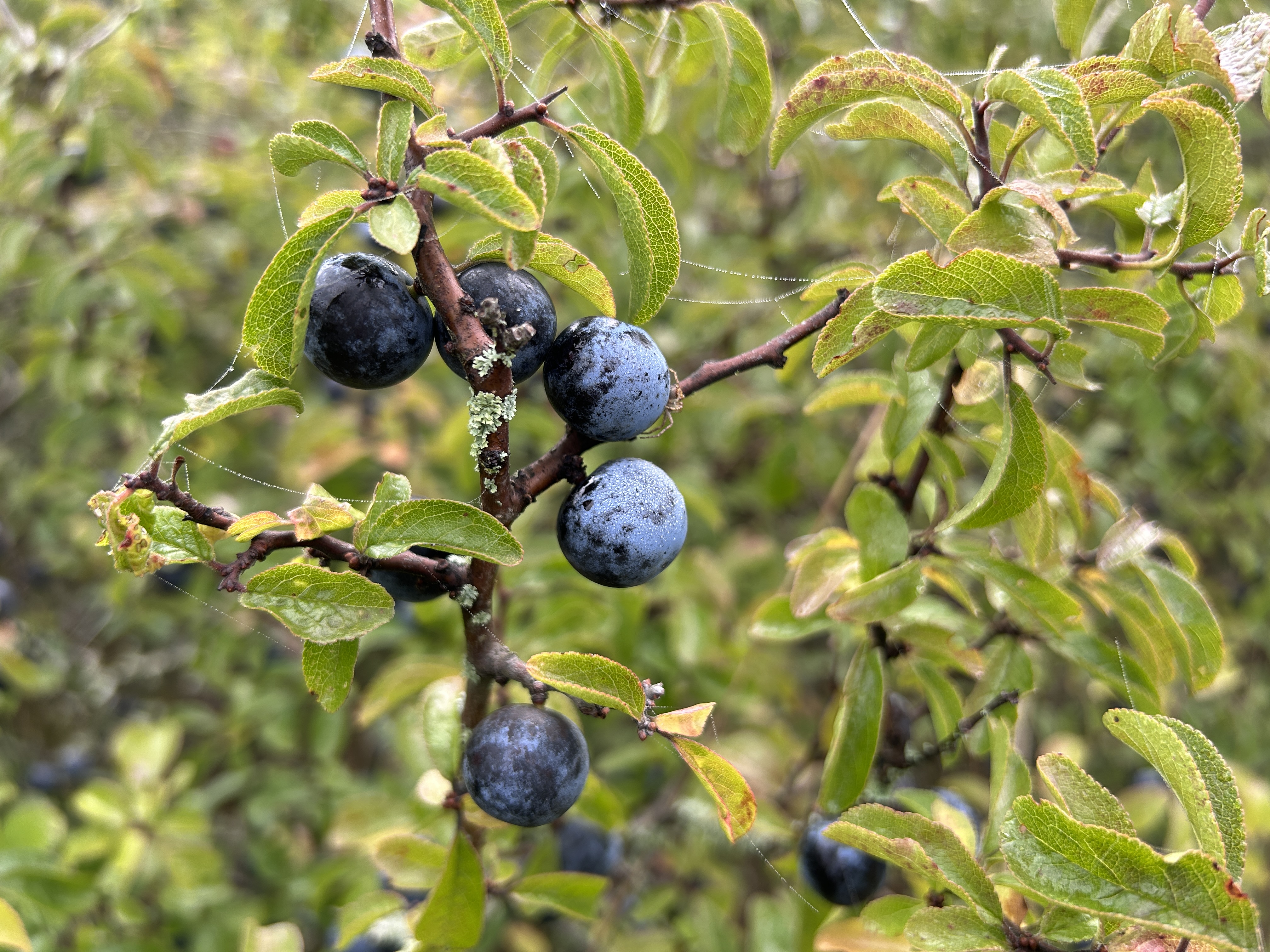 black berries on branch