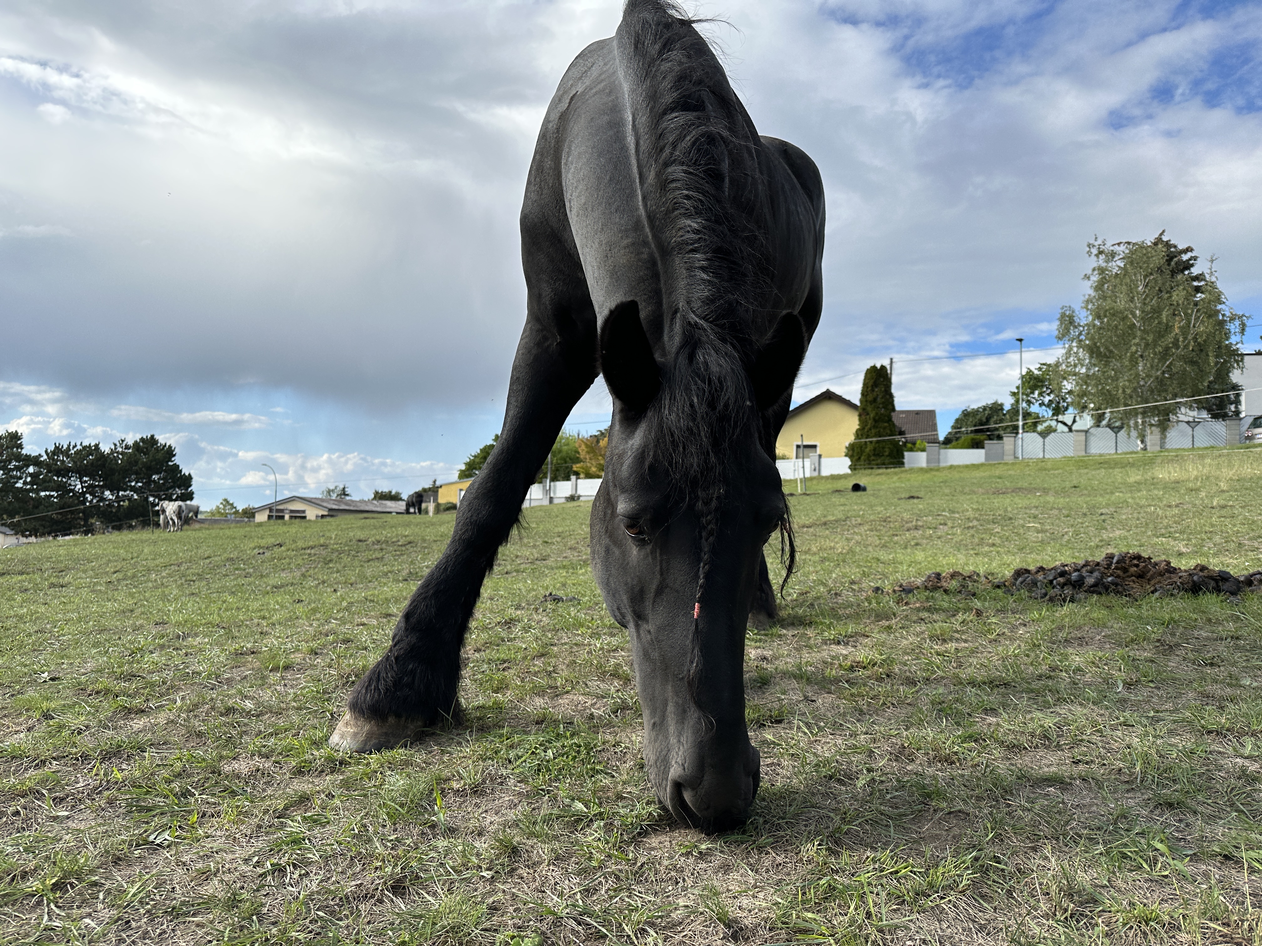 black horse grazing field