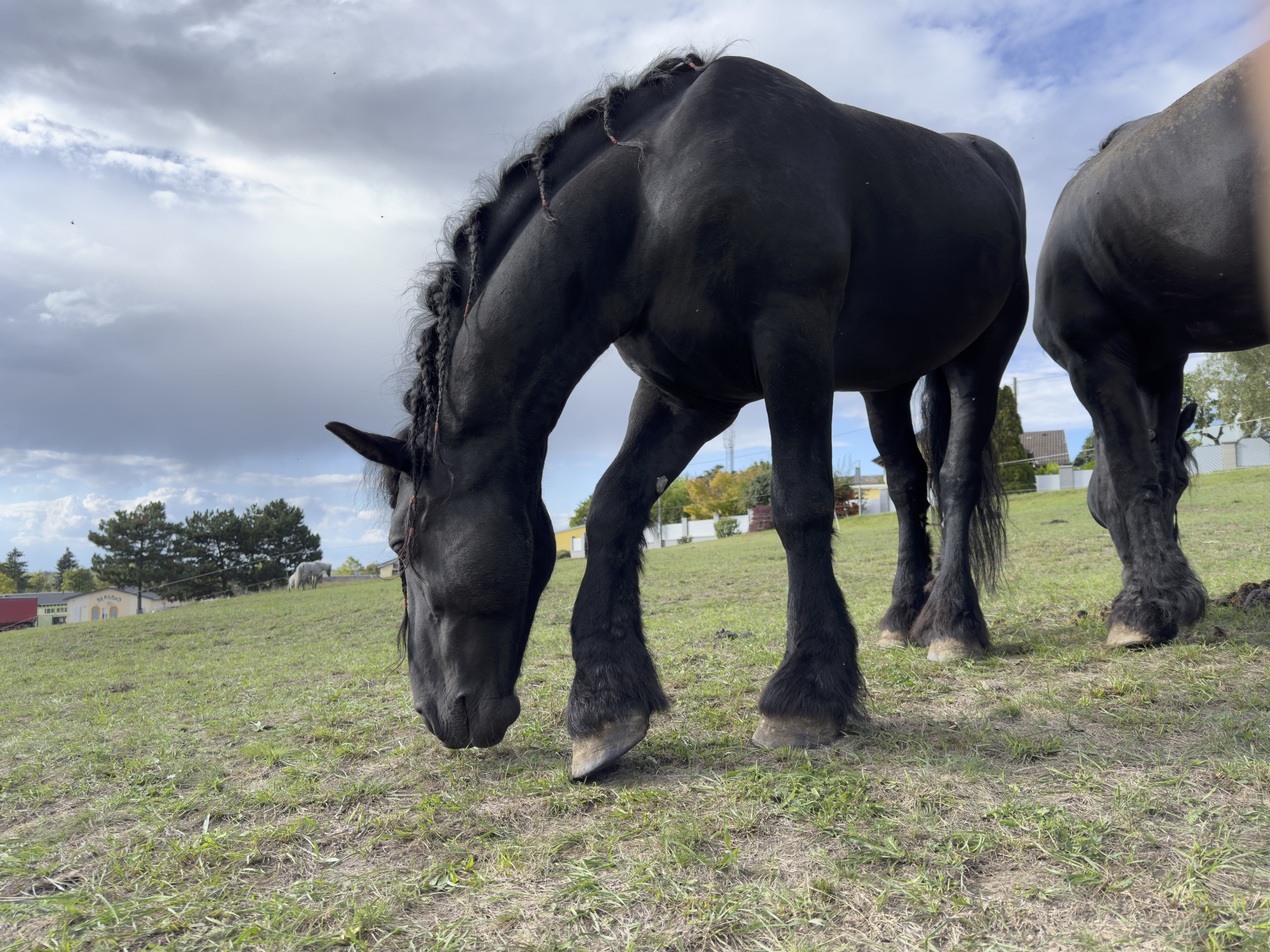 black horse grazing