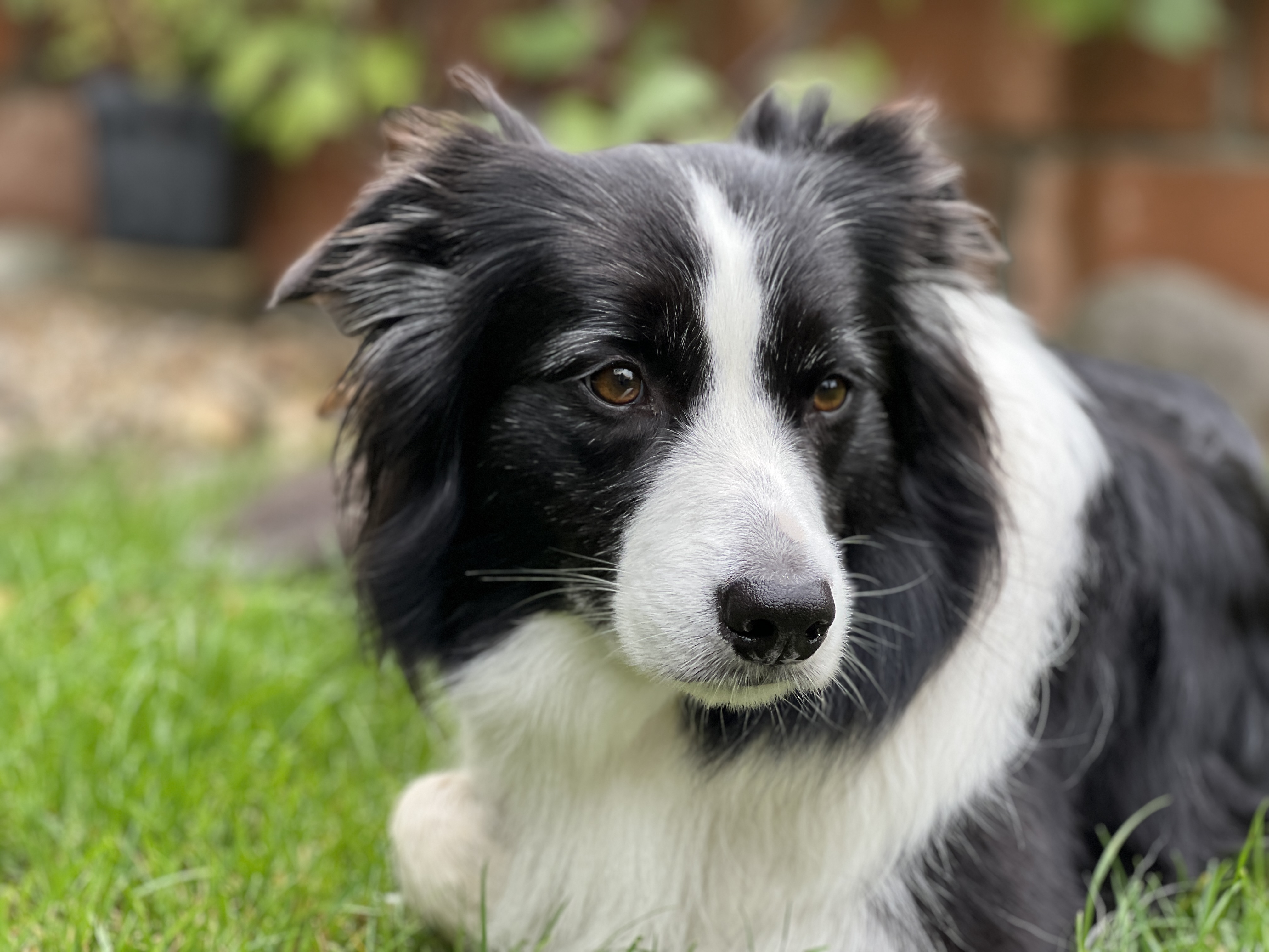 black white dog grass