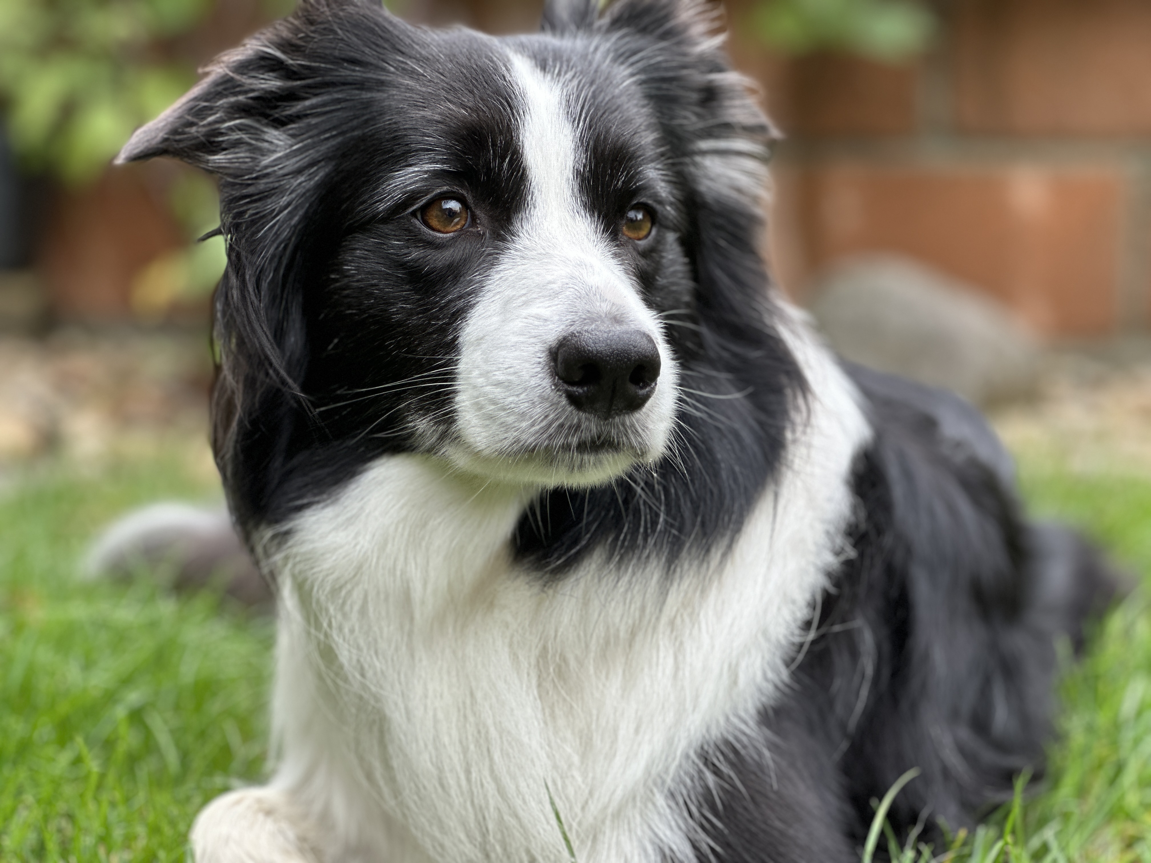 border collie dog