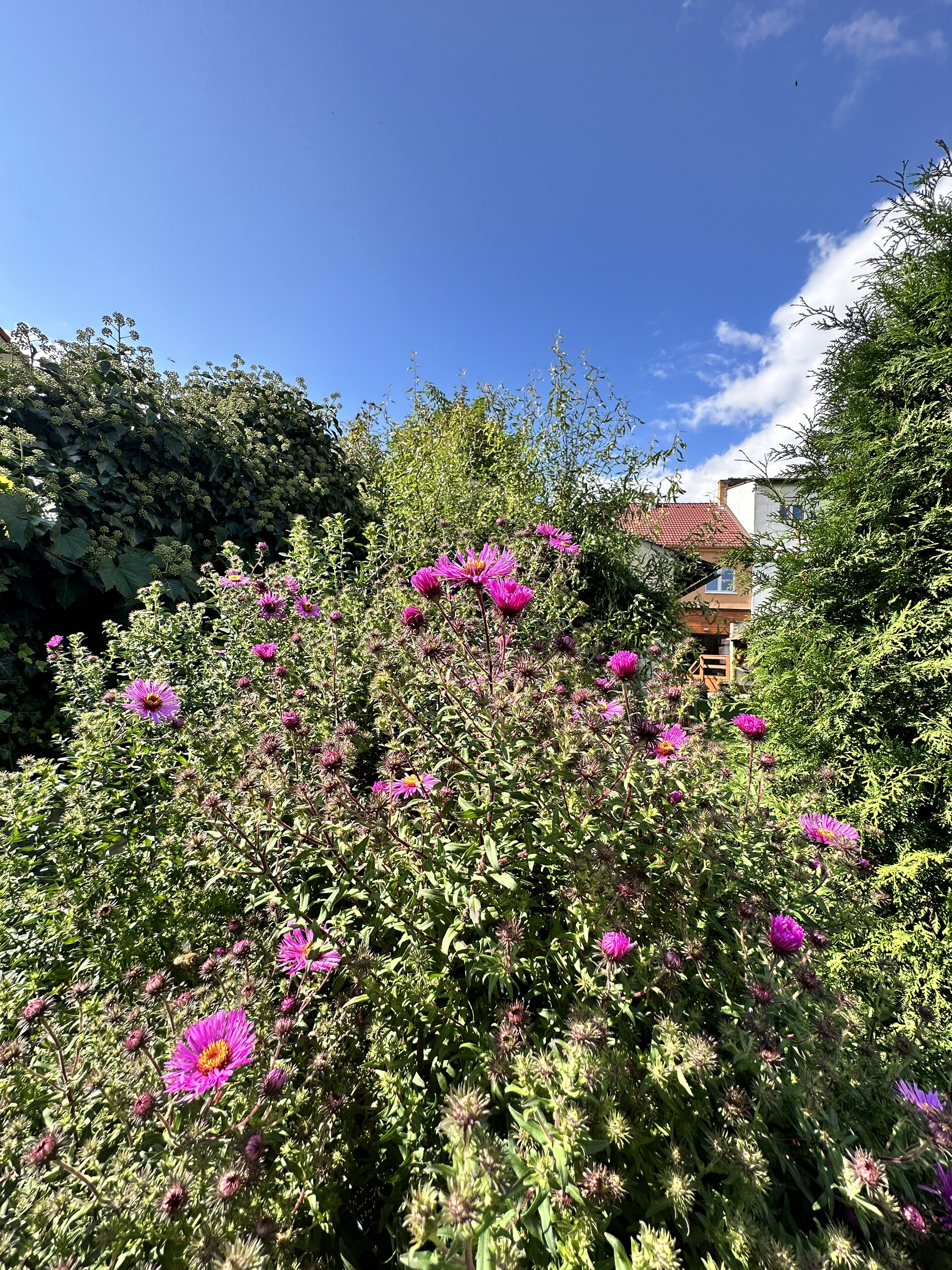 bush of purple flowers