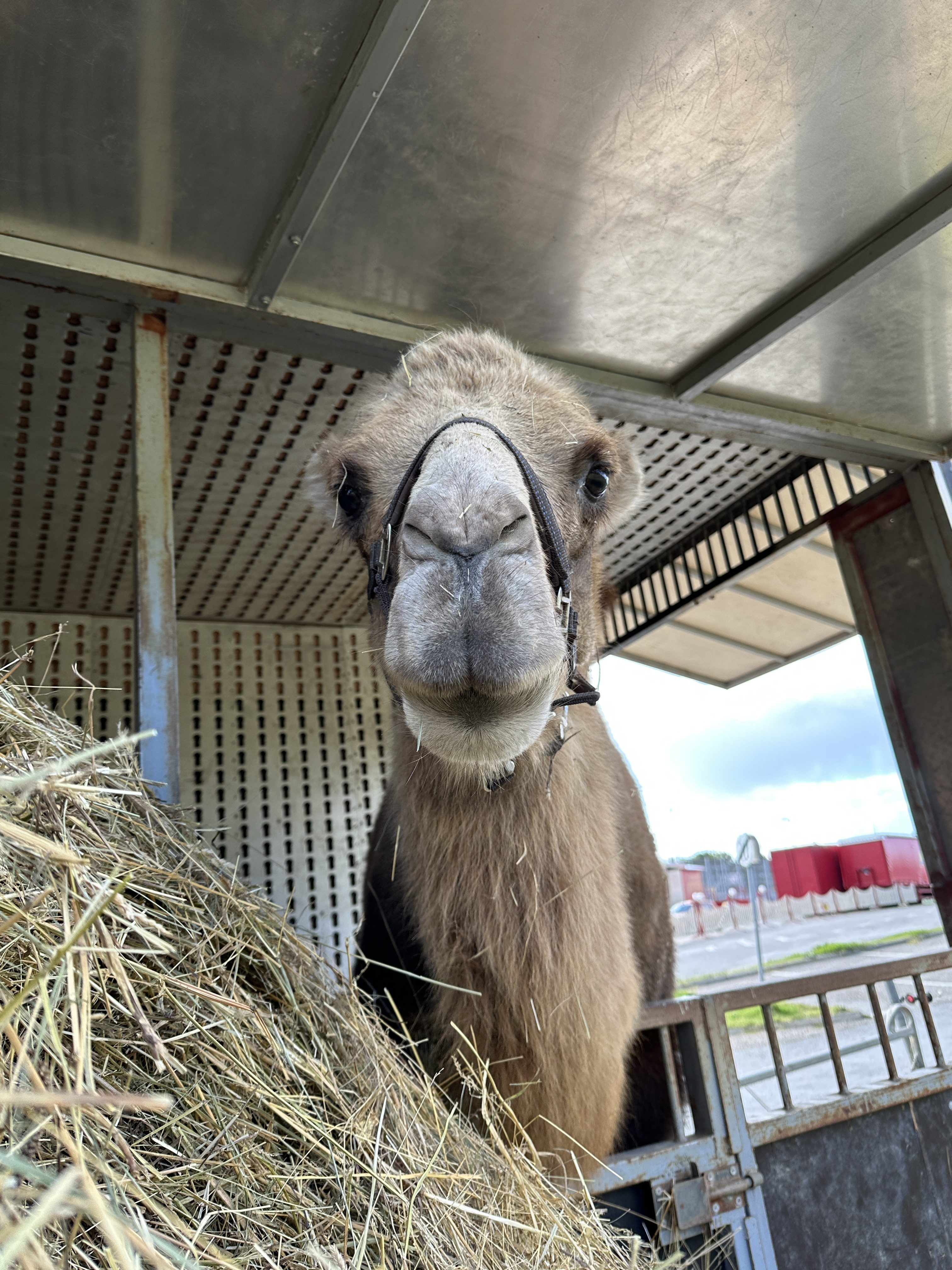 camel closeup with hay