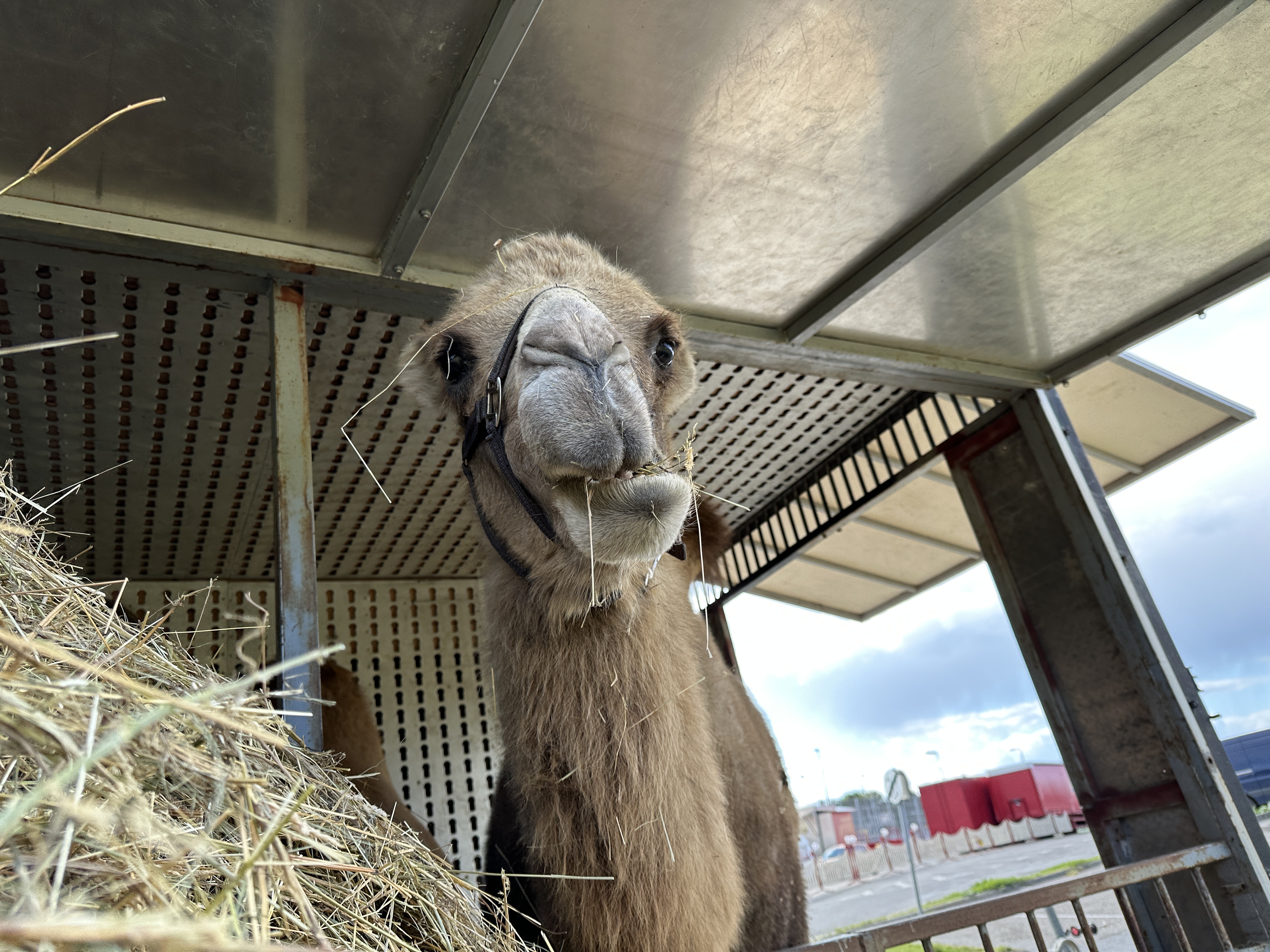 camel eating hay