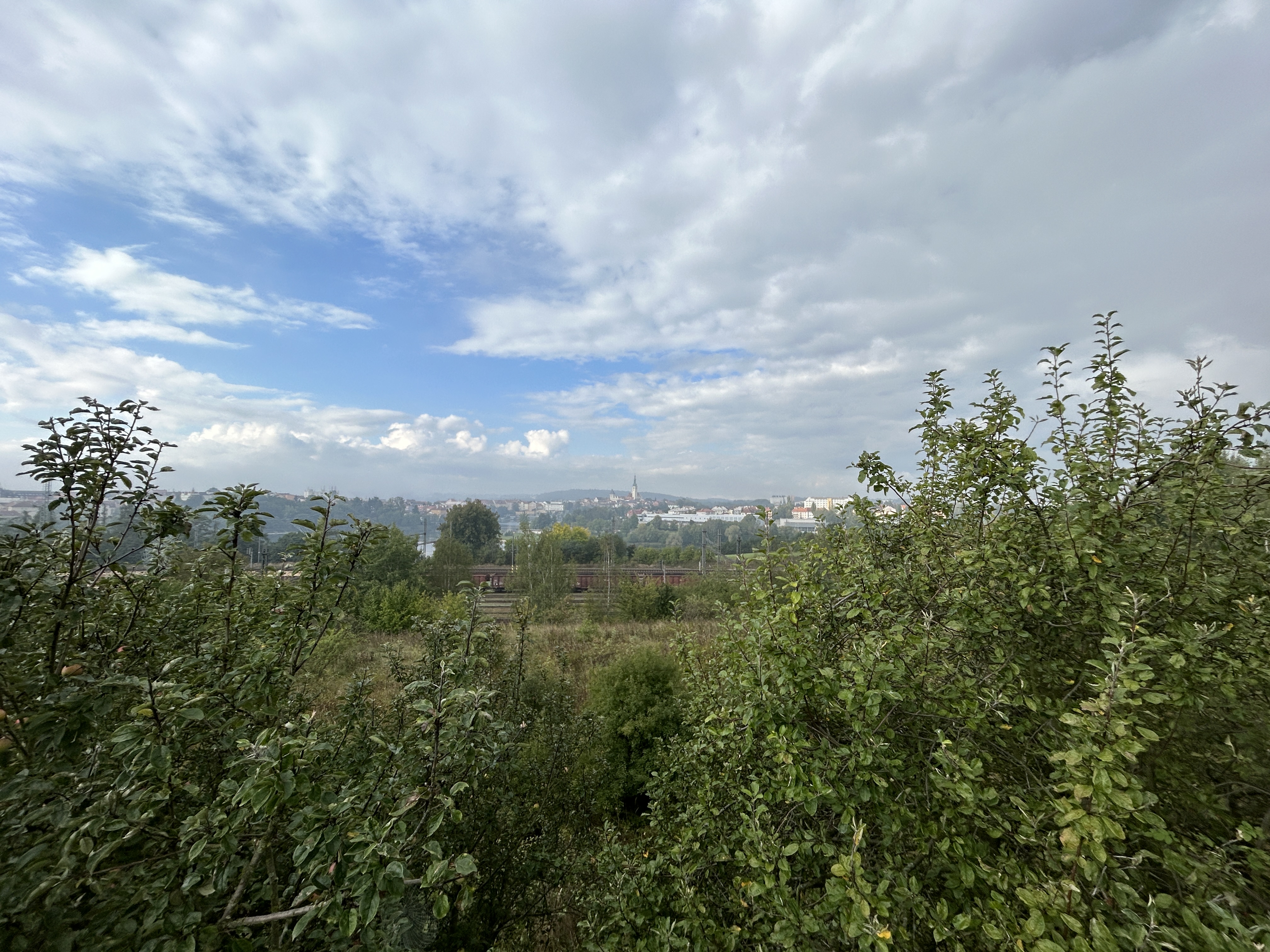 cityscape view over trees