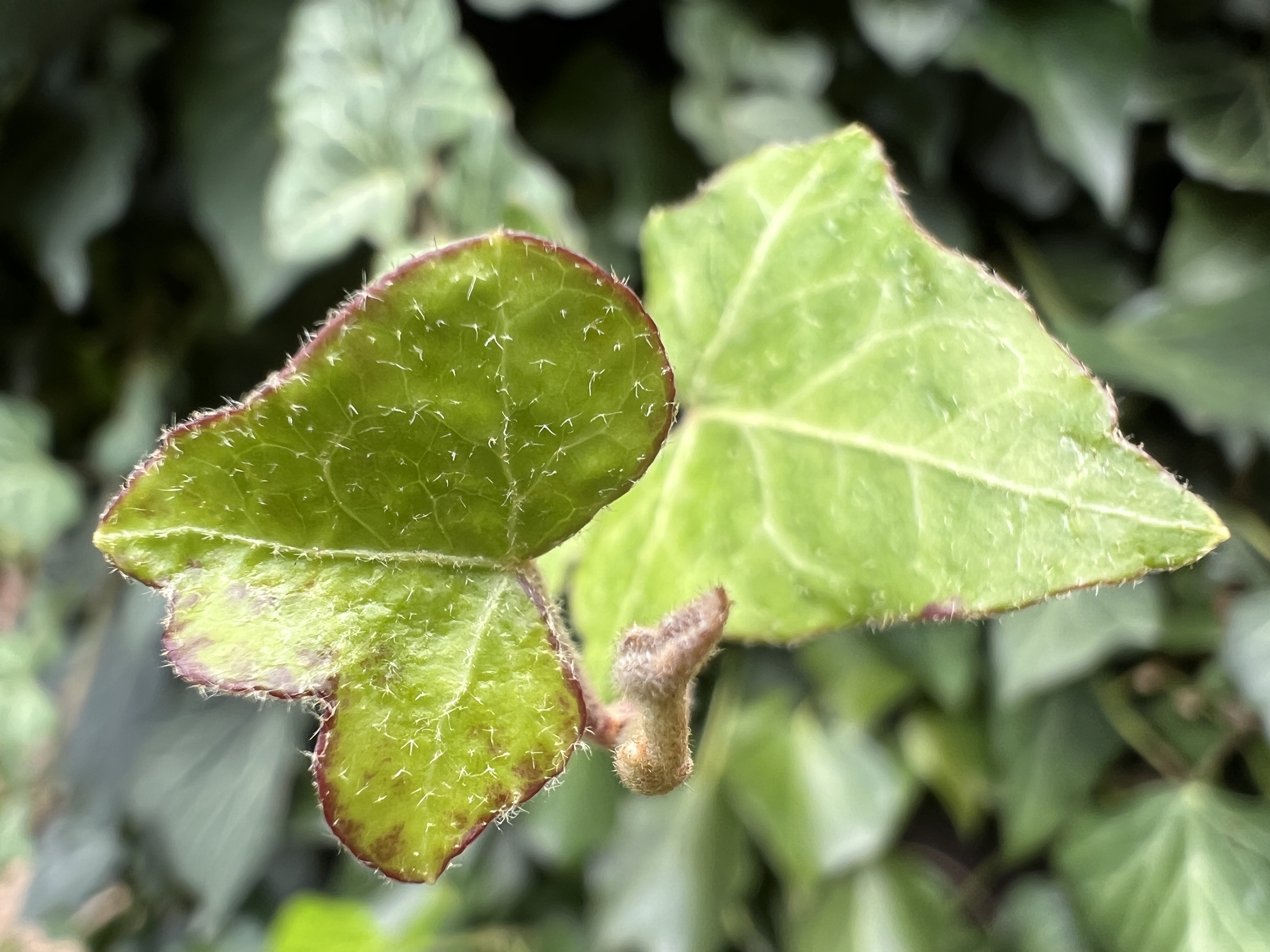 close up green leaf