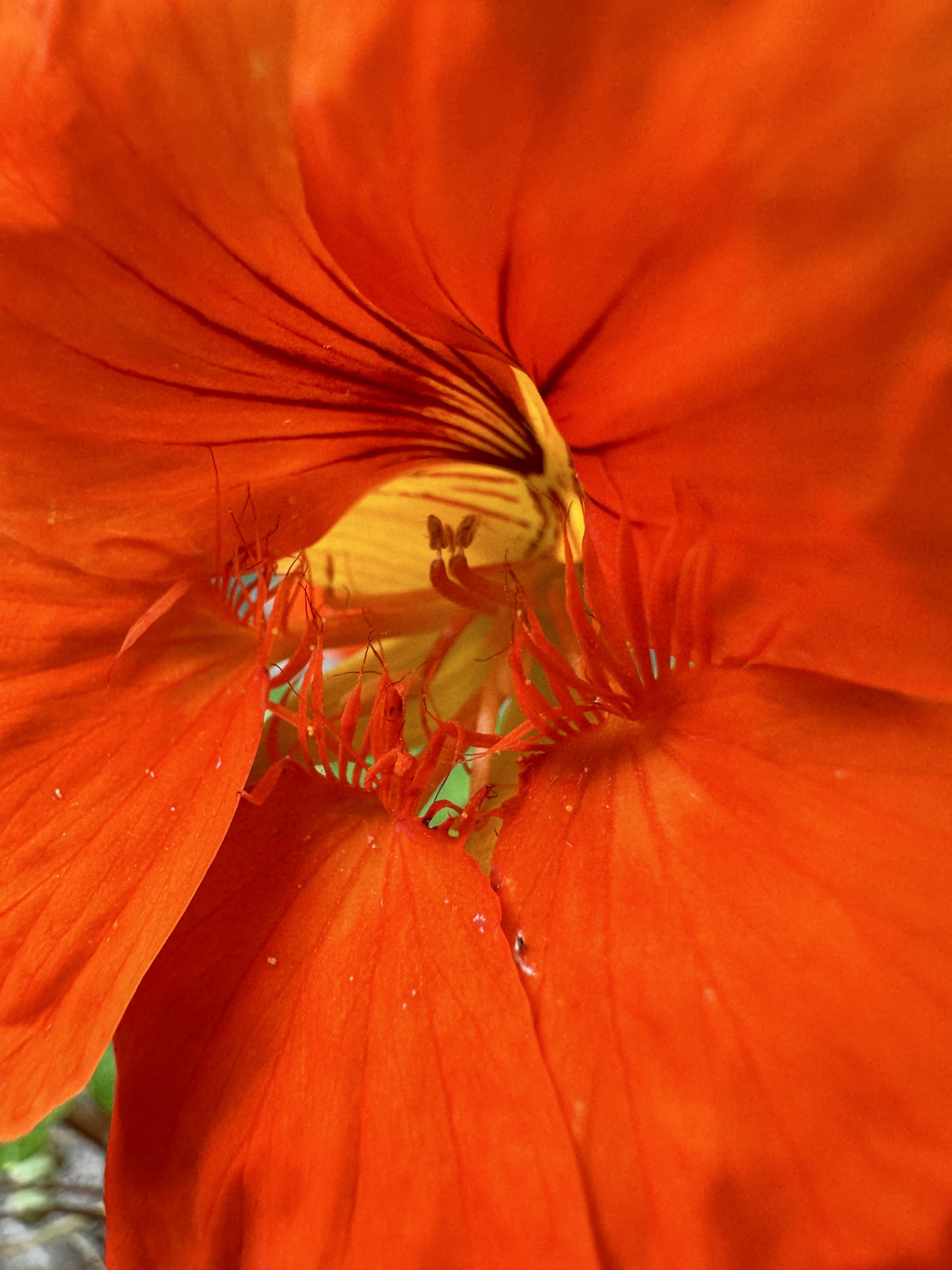 close up orange flower