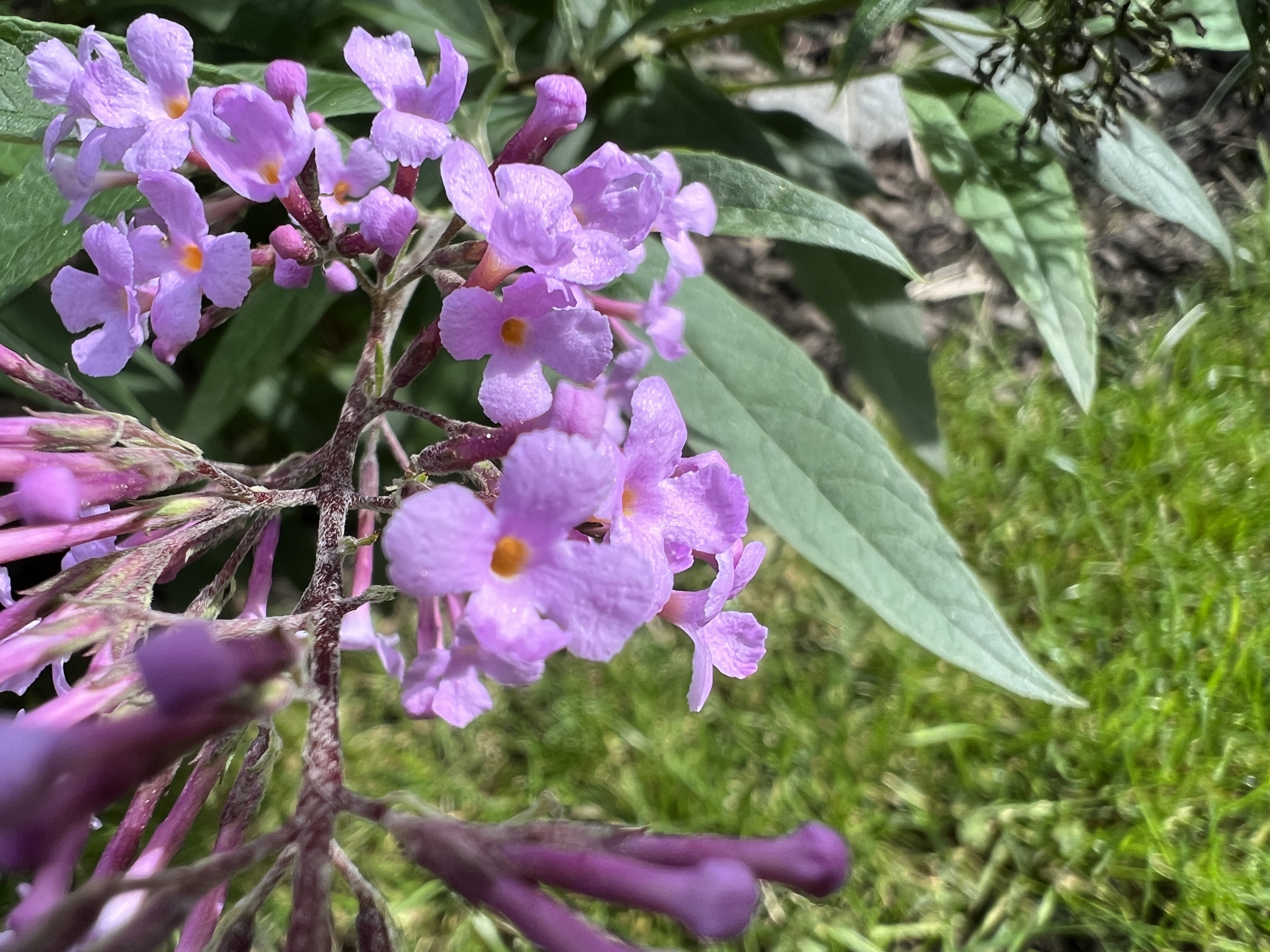 close up pink hydrangea flowers