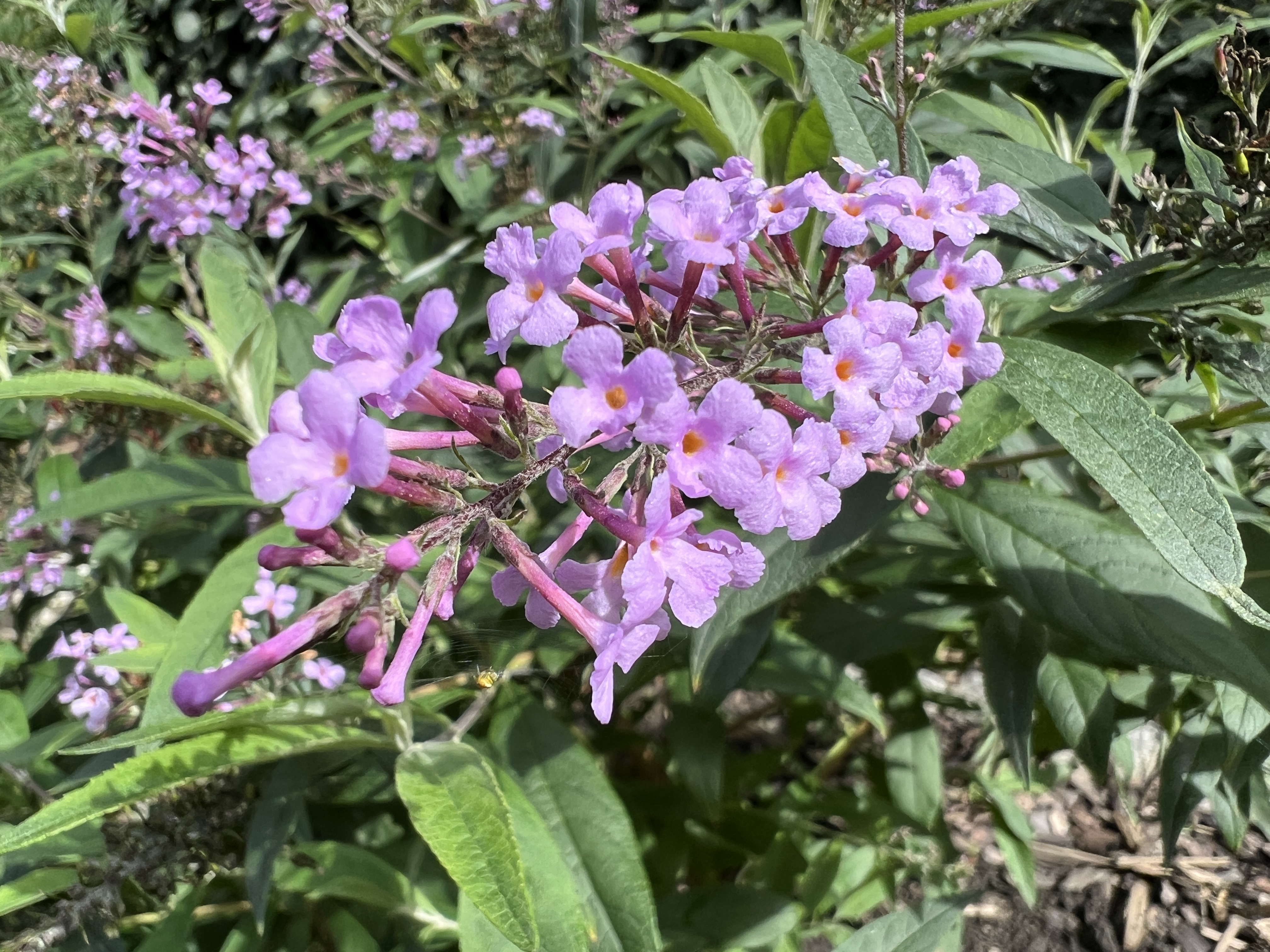 close up purple flowers