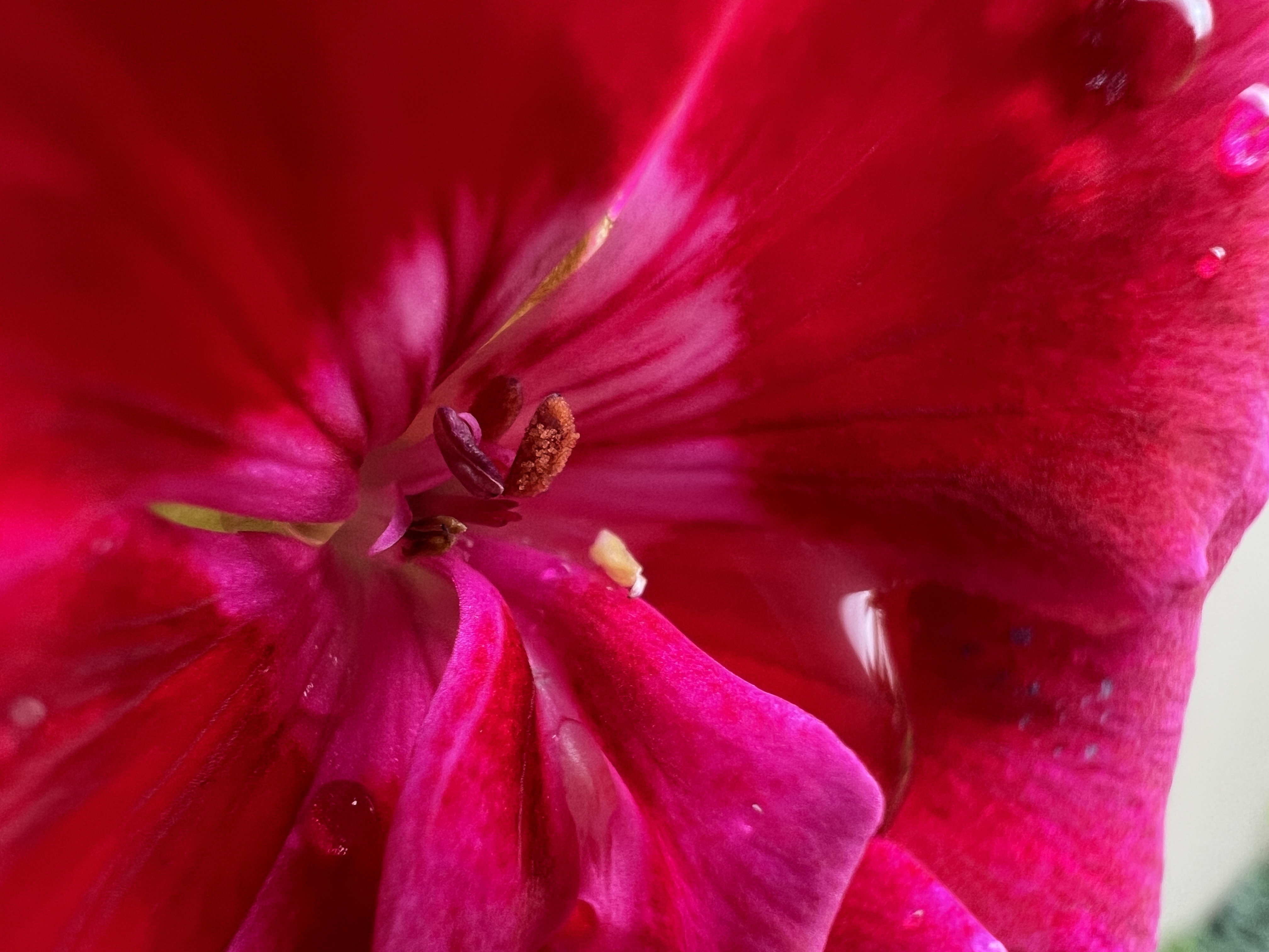 close up red flower