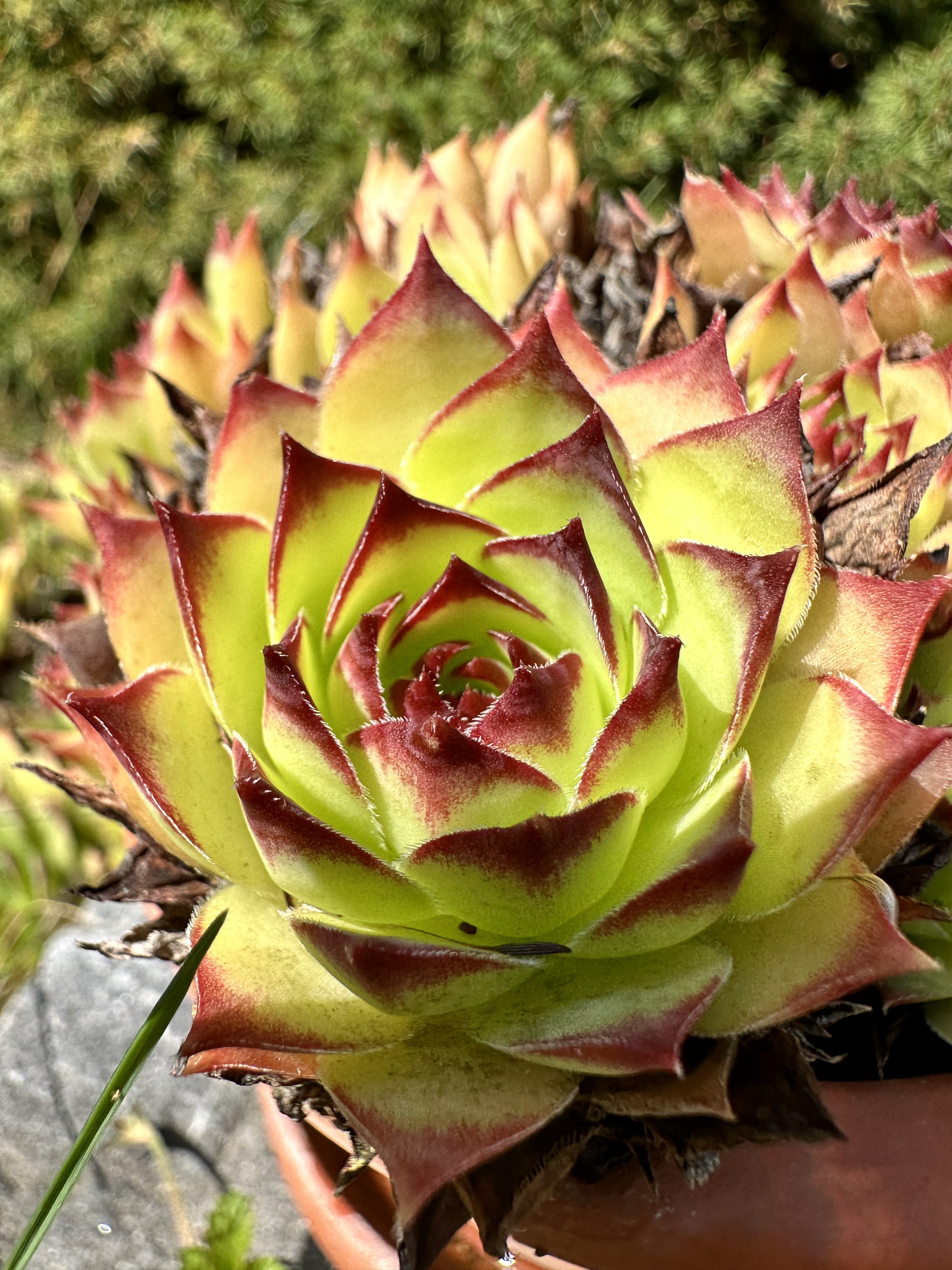 close up succulent plant