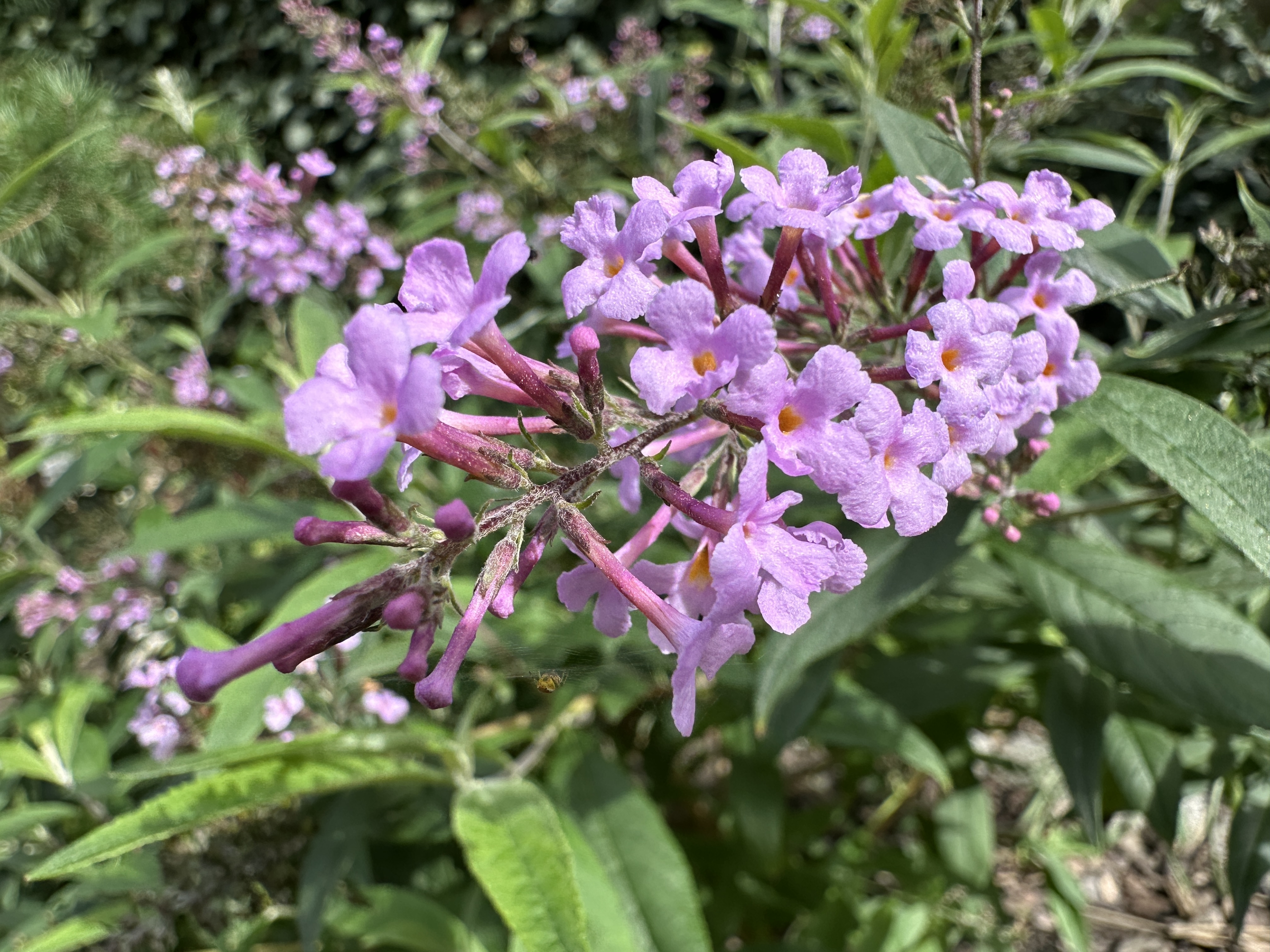 closeup purple flowers