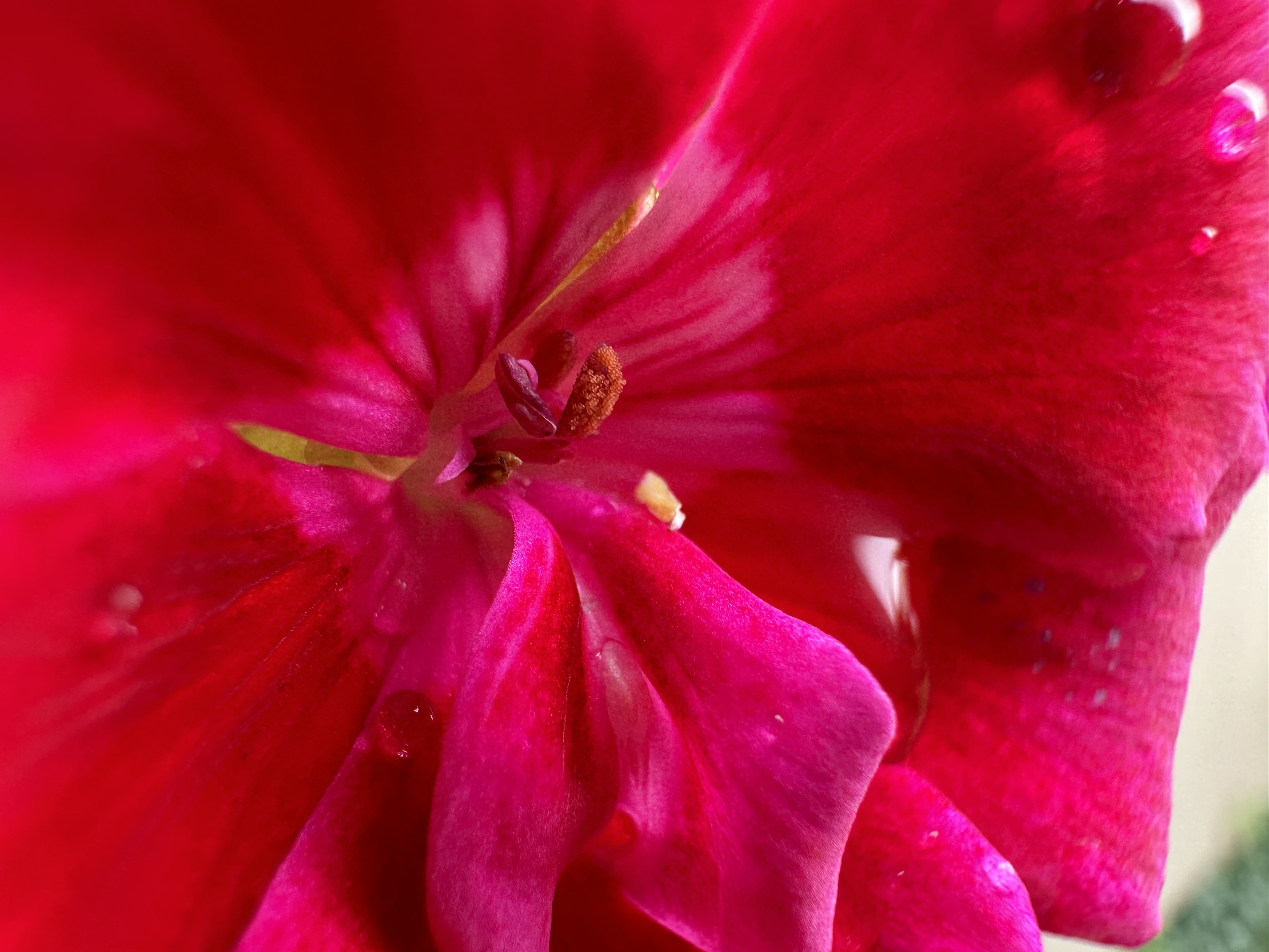 closeup red flower