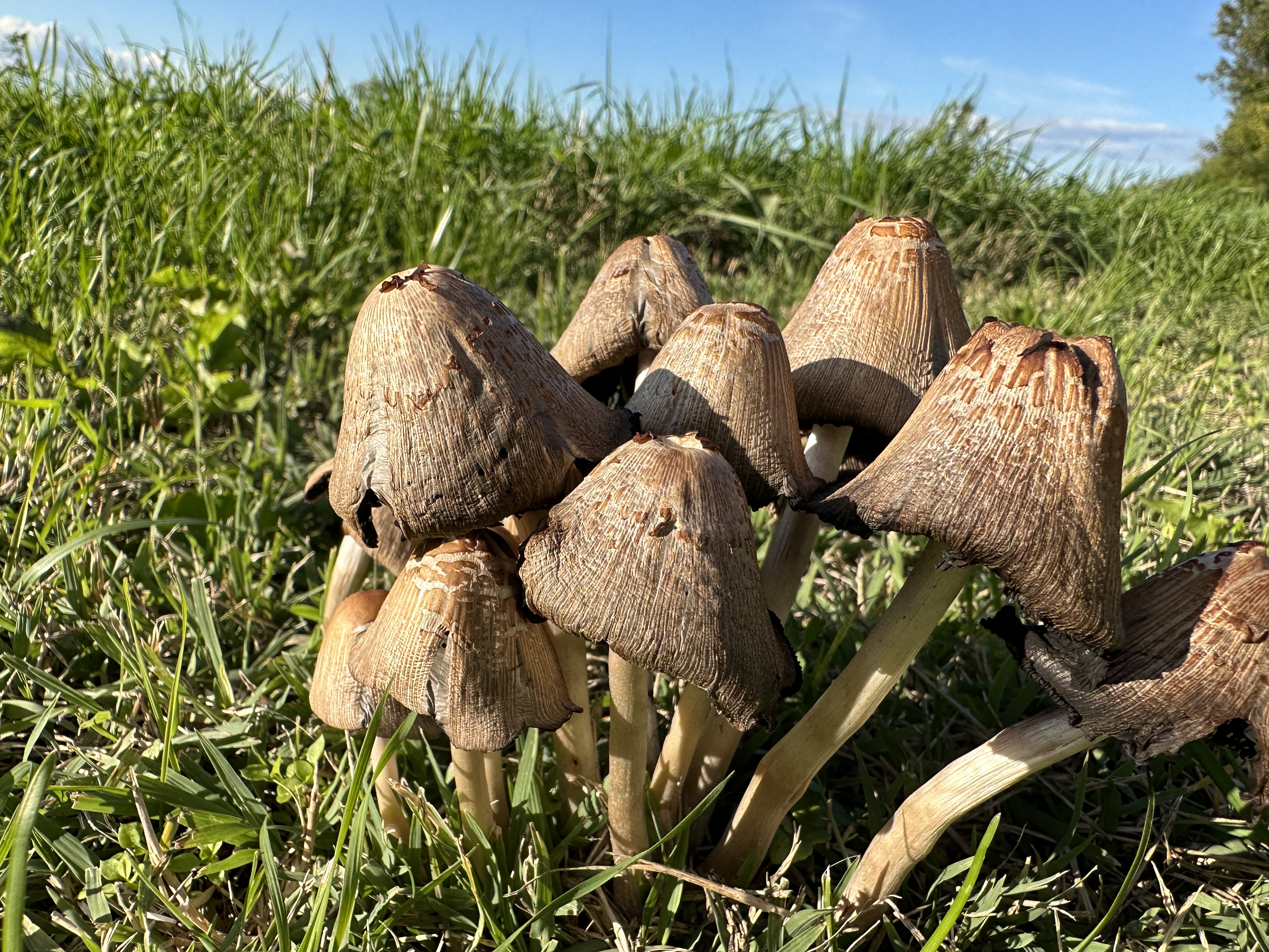 cluster of mushrooms grass