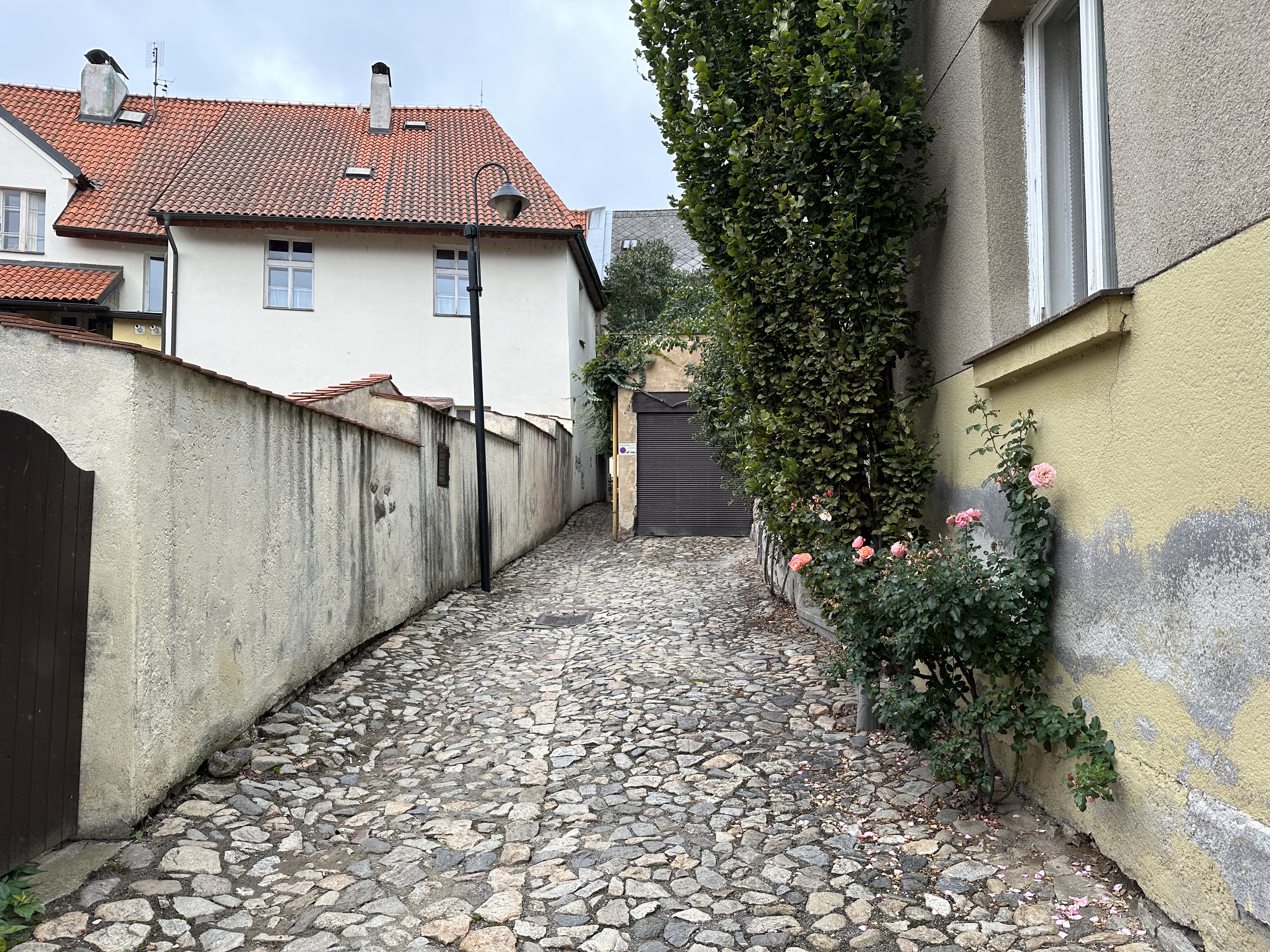 cobblestone alley with roses