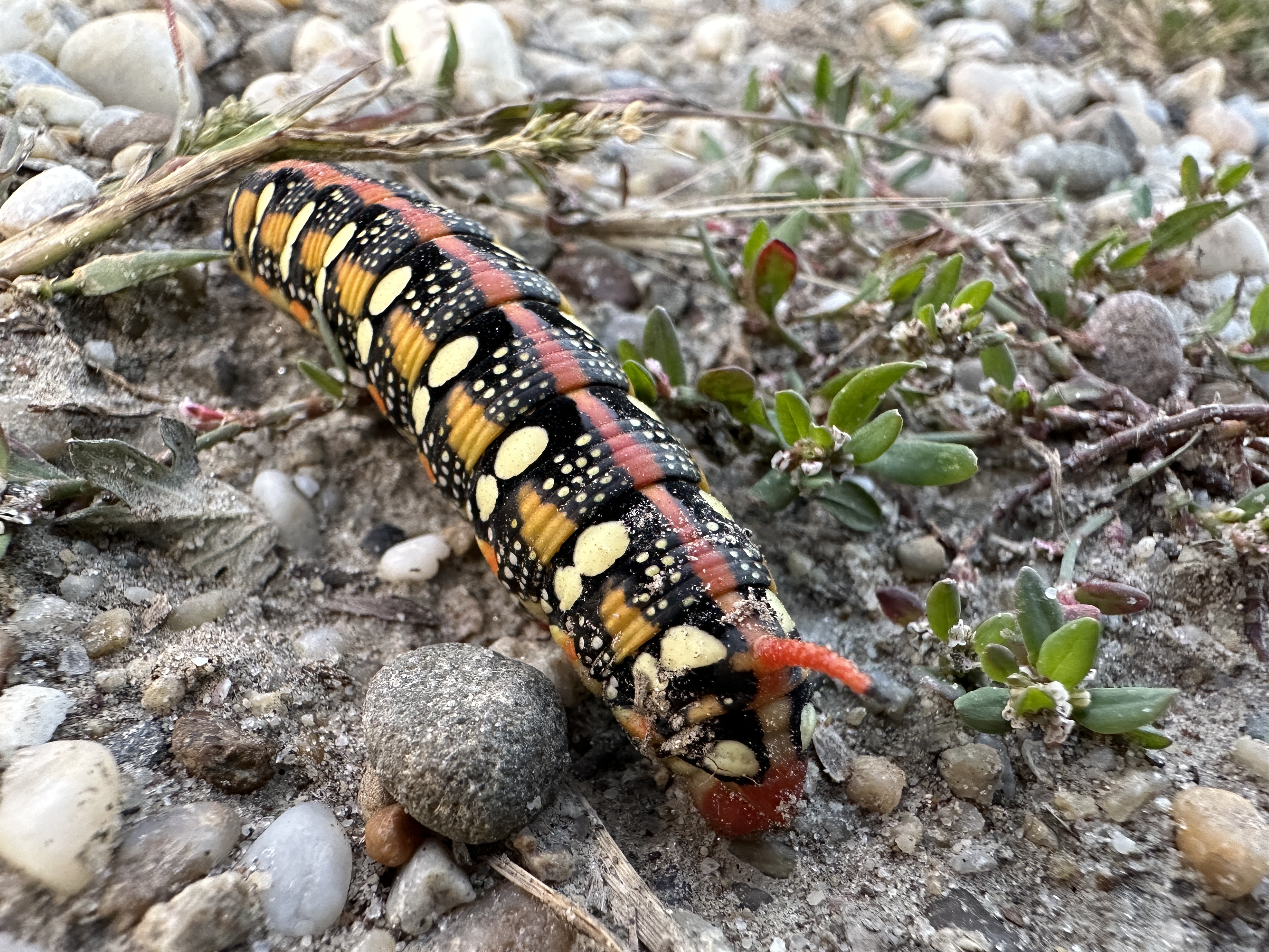 colorful caterpillar on ground