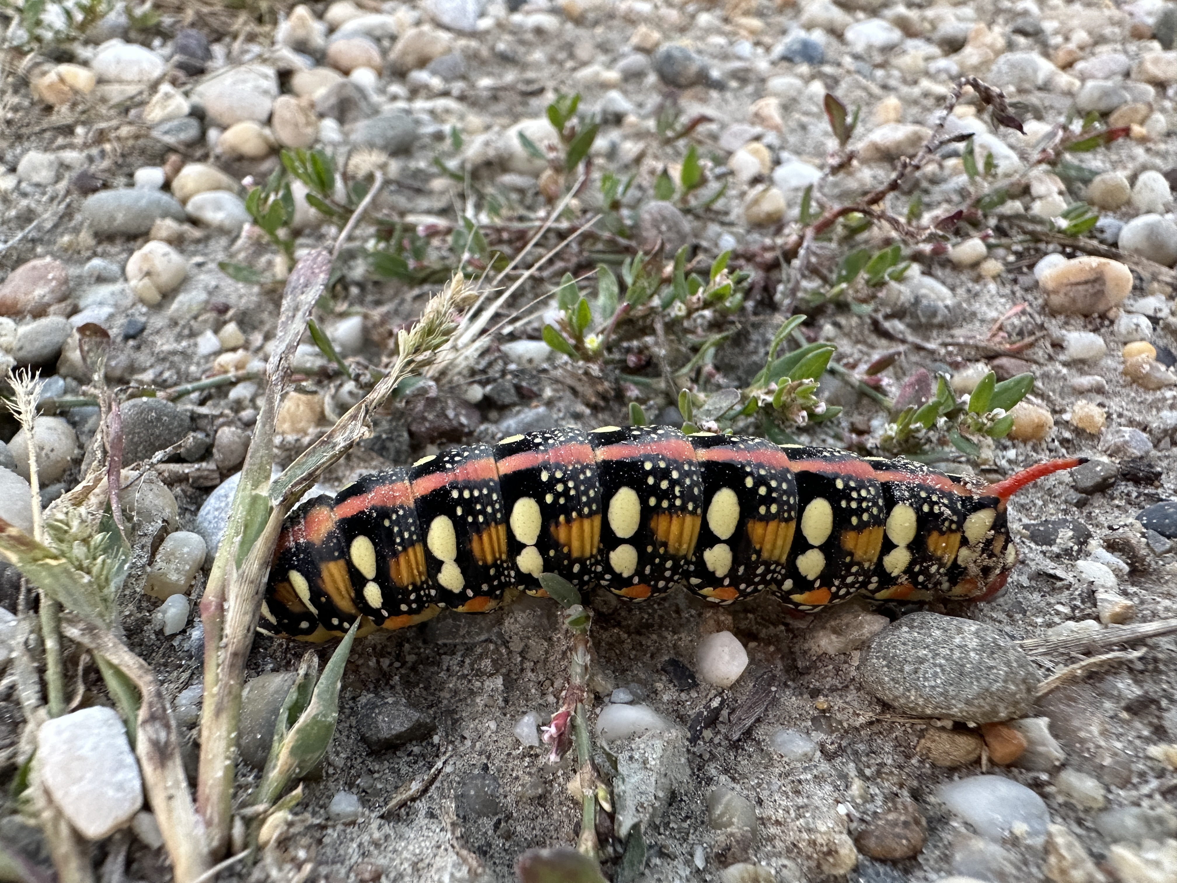 colorful caterpillar on pebbles