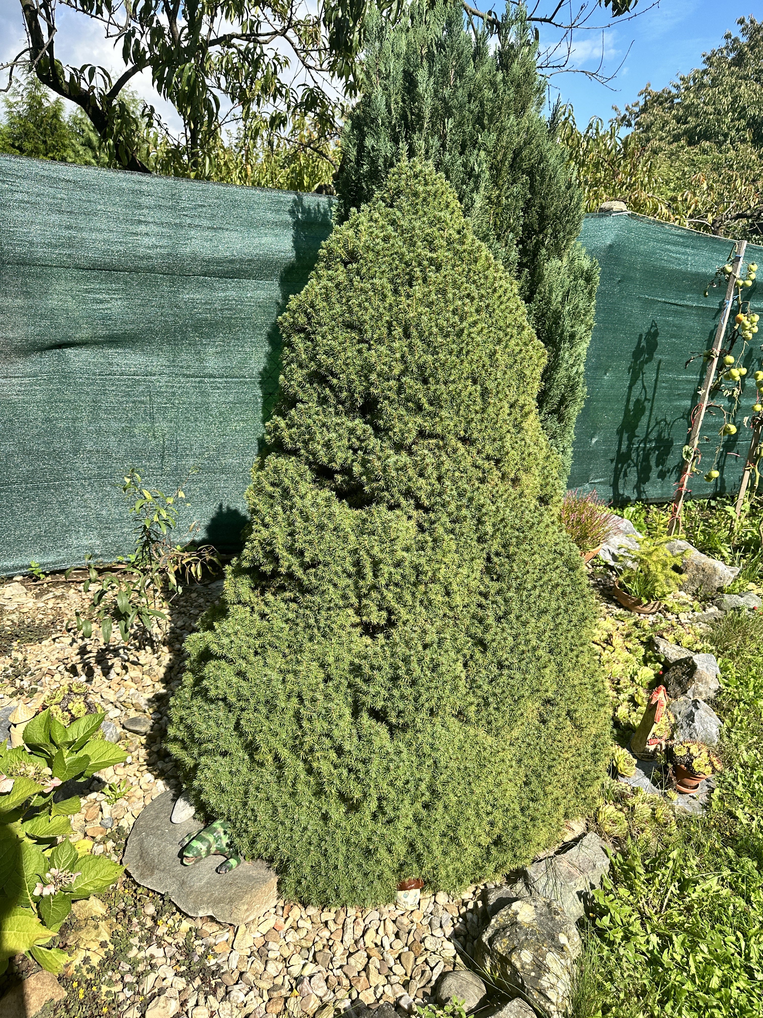 conical evergreen tree garden