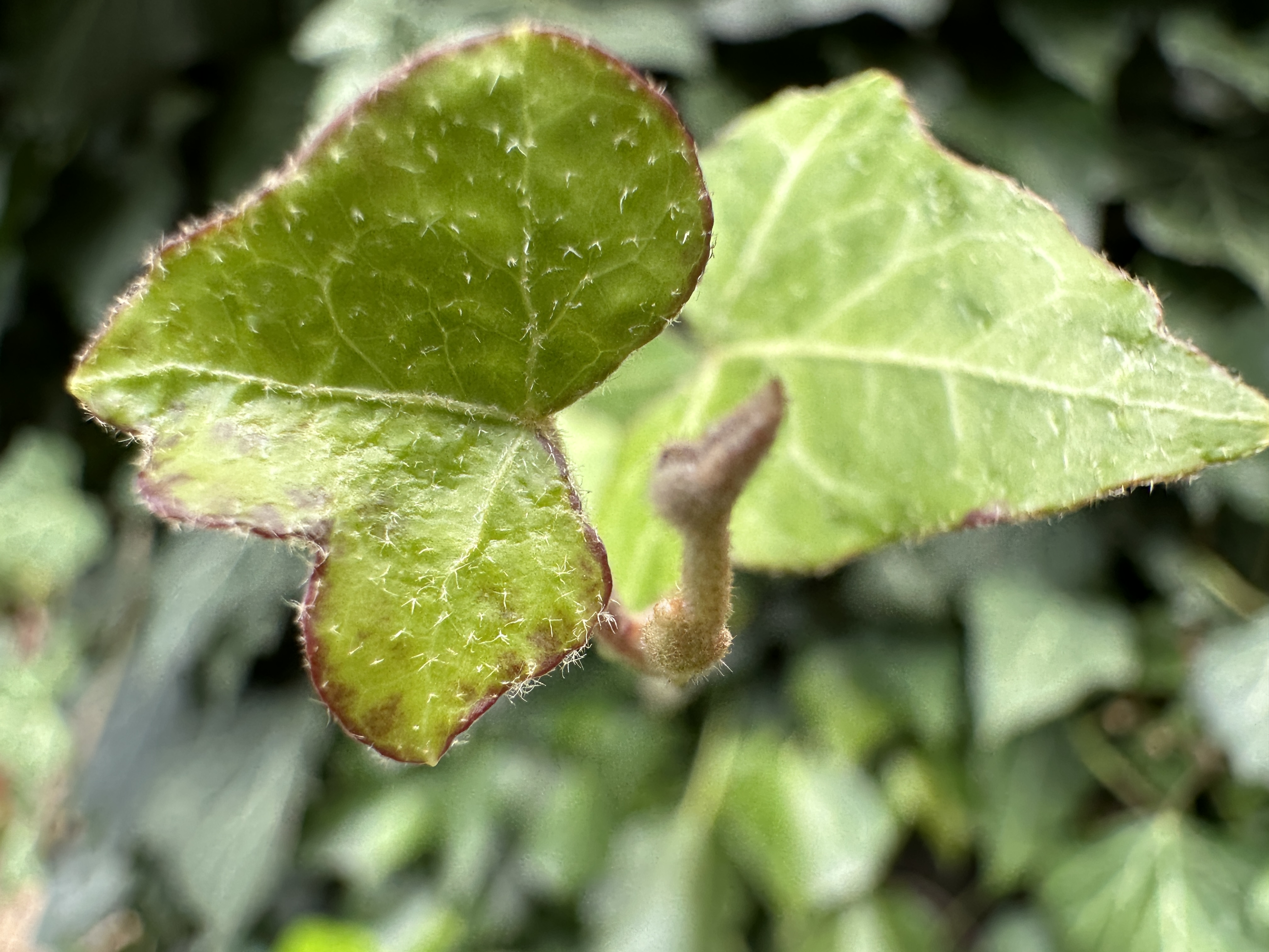 green ivy leaf closeup