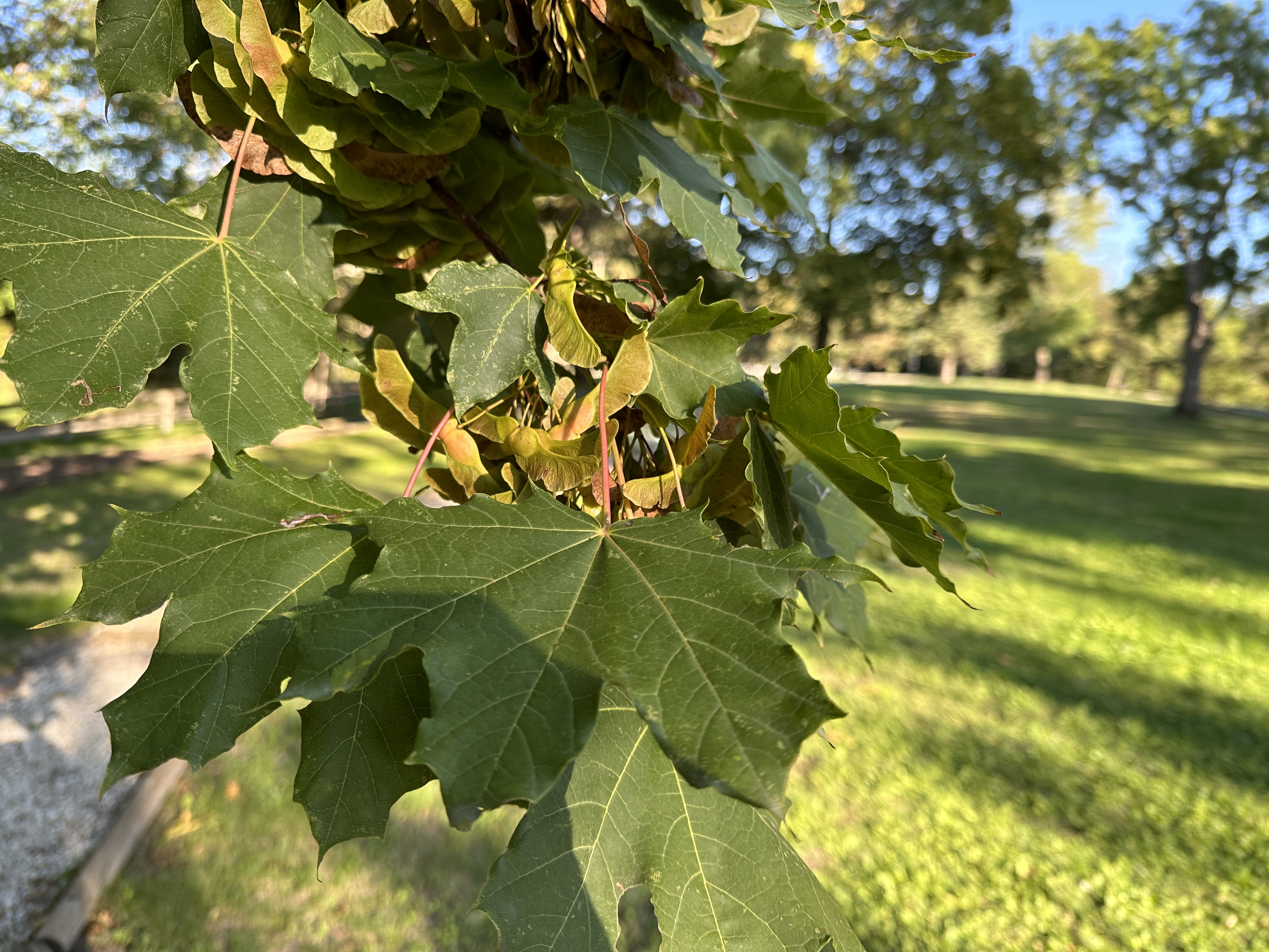 green leaves closeup
