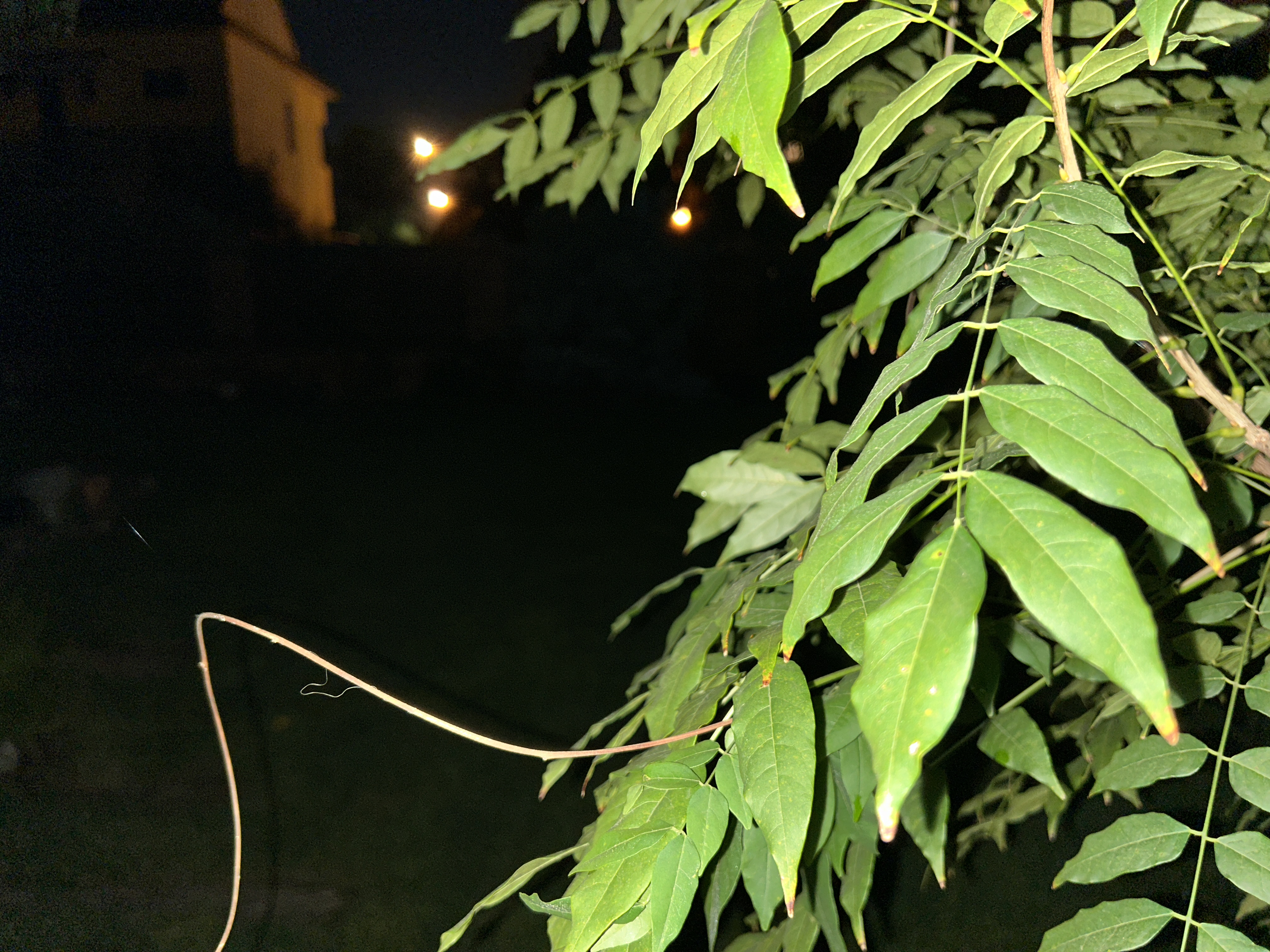green leaves in garden night