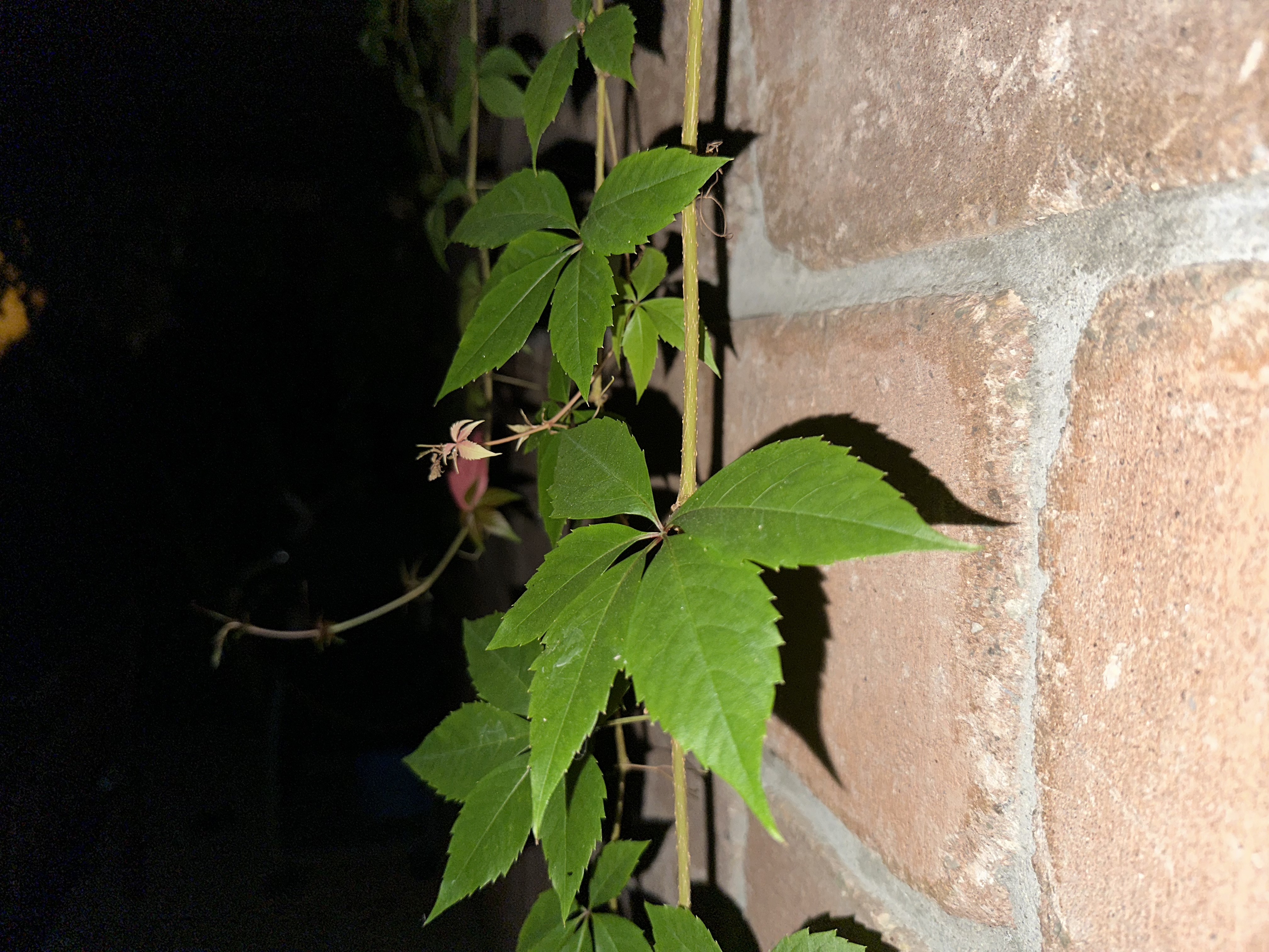 green leaves on brick wall