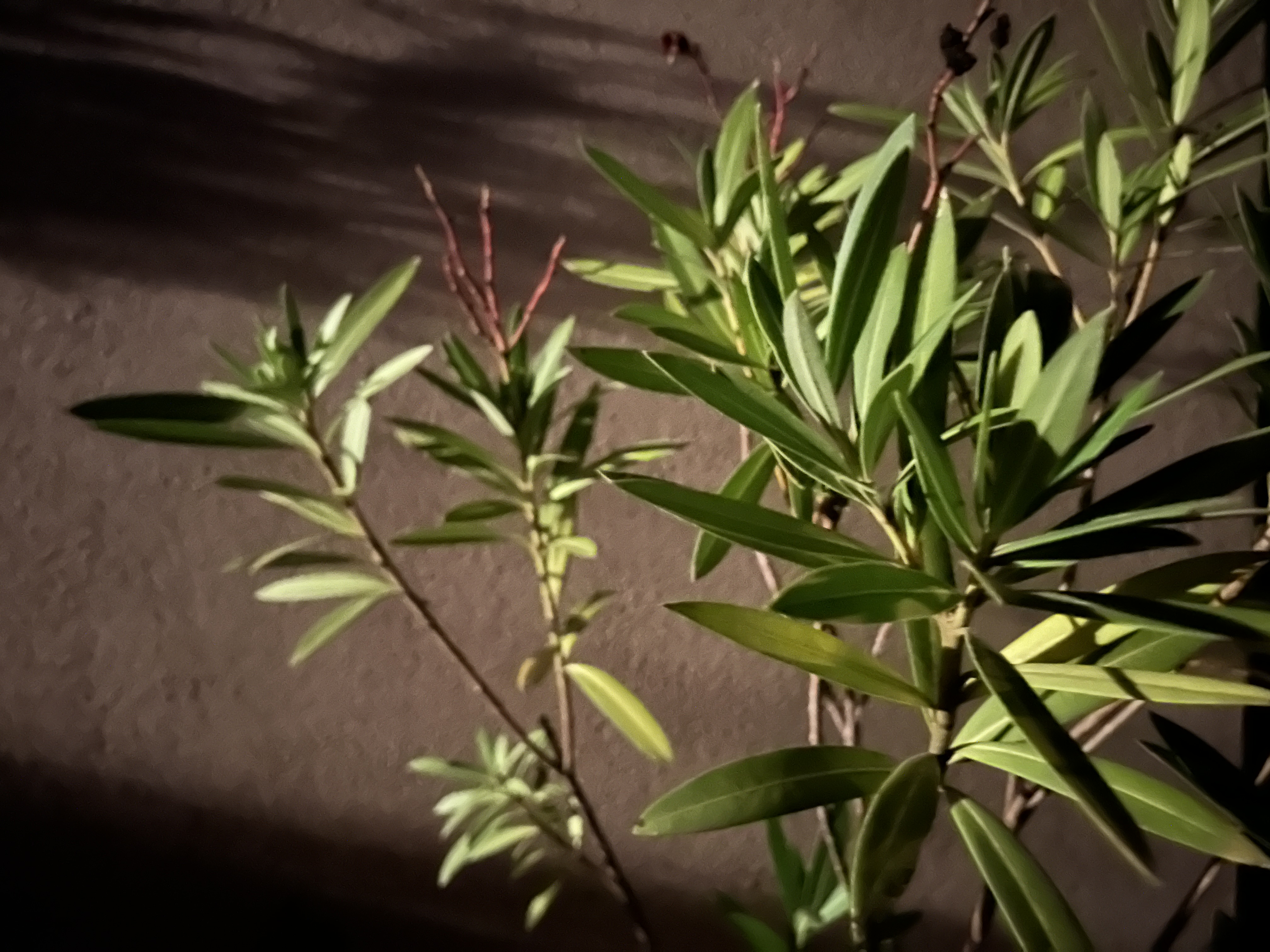 green leaves shadow on wall