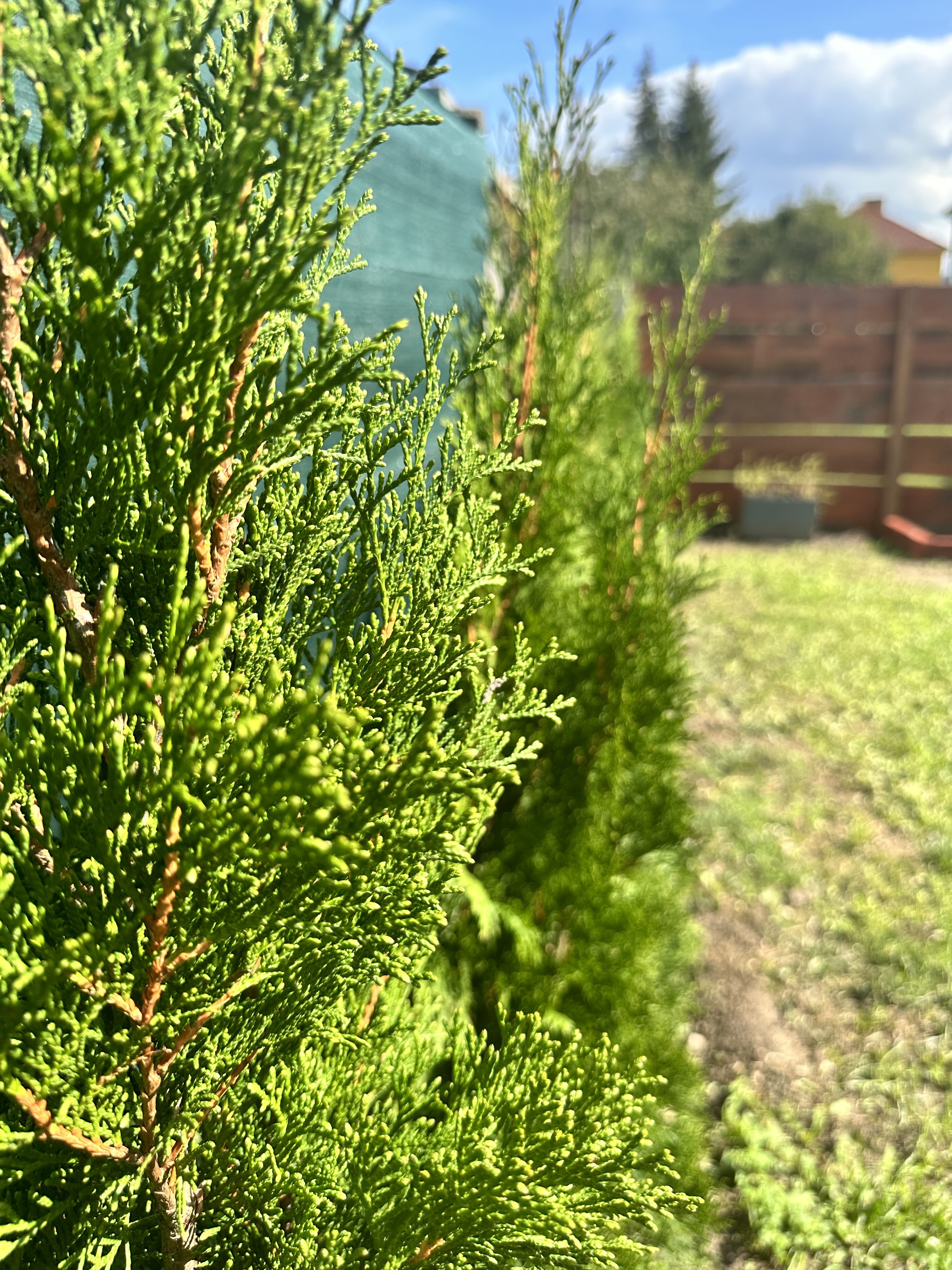 green shrubs in garden