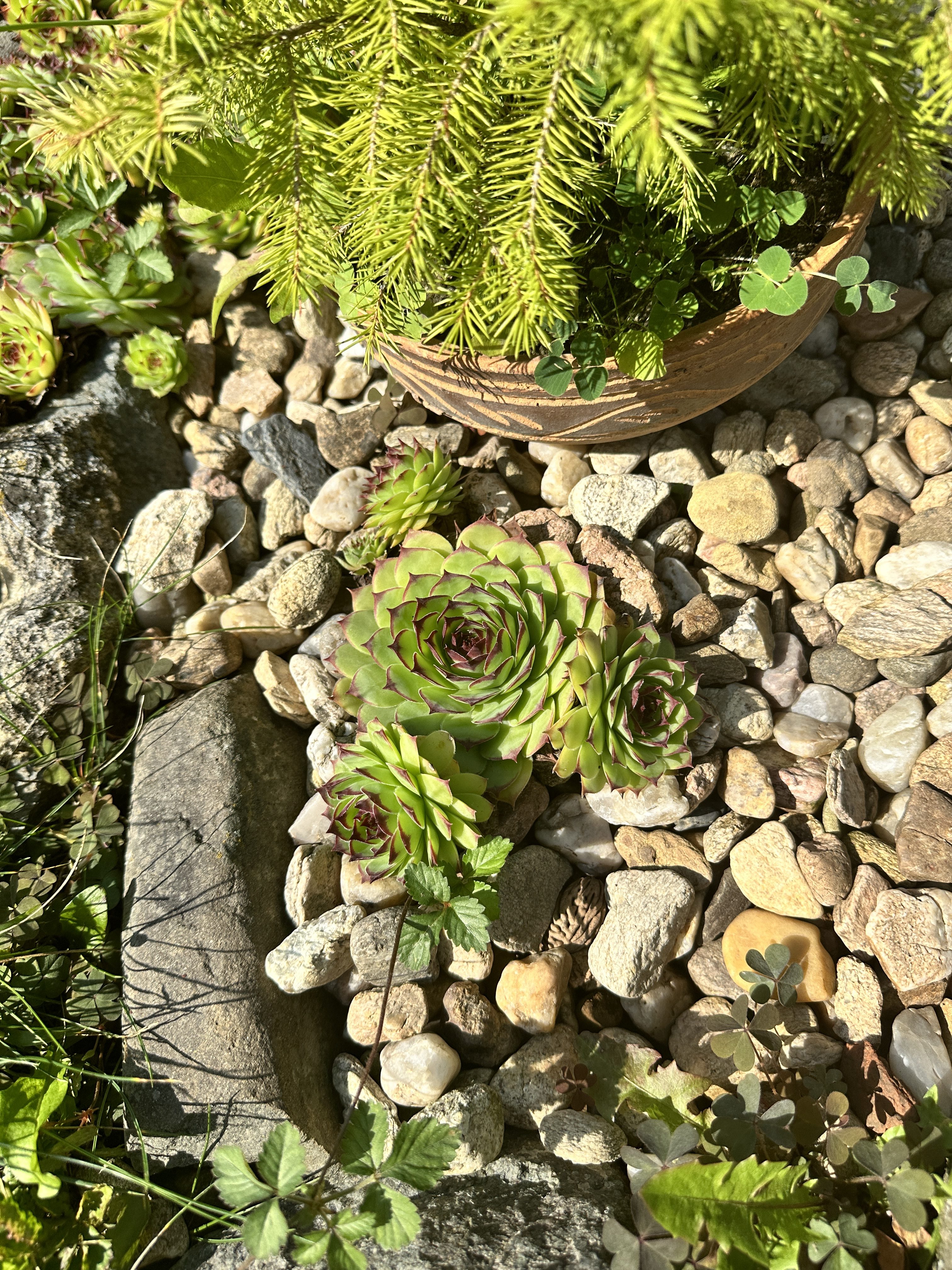 green succulent on rocks