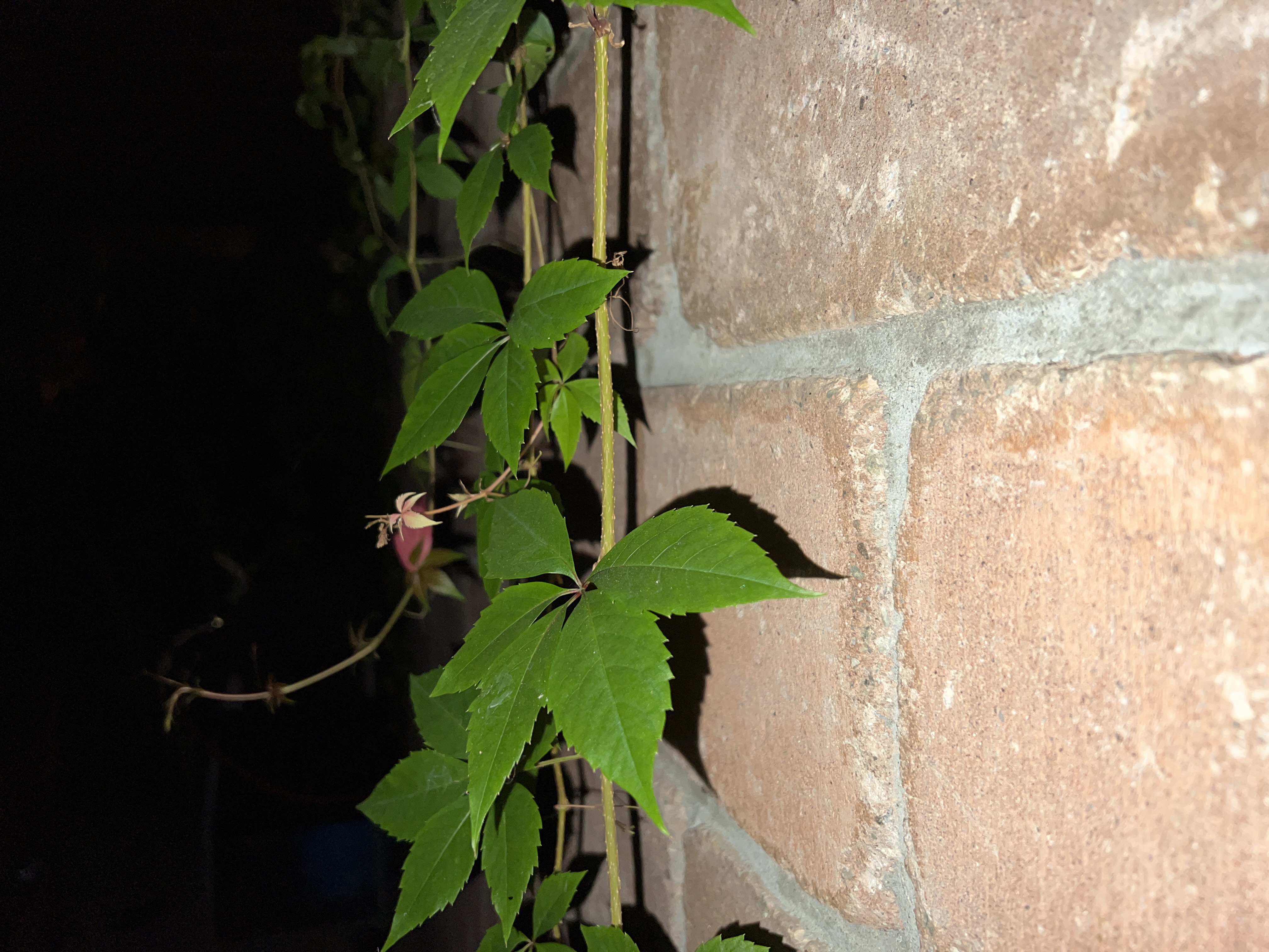 green vine on brick wall