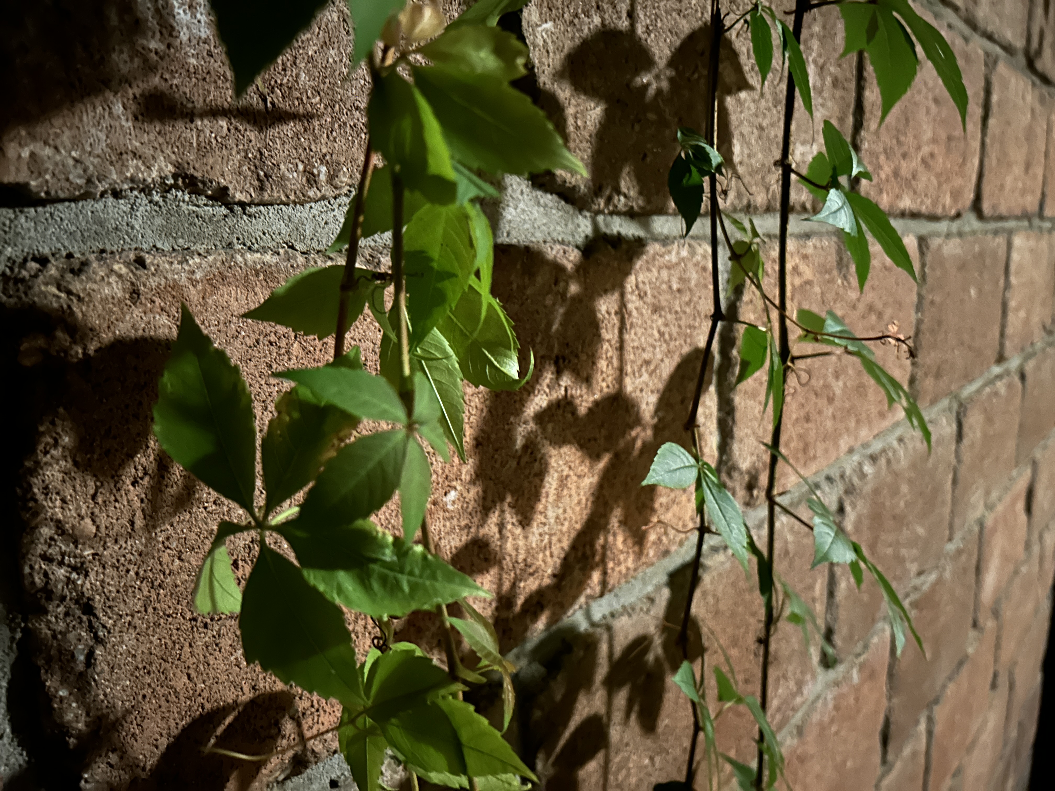 green vines on brick wall