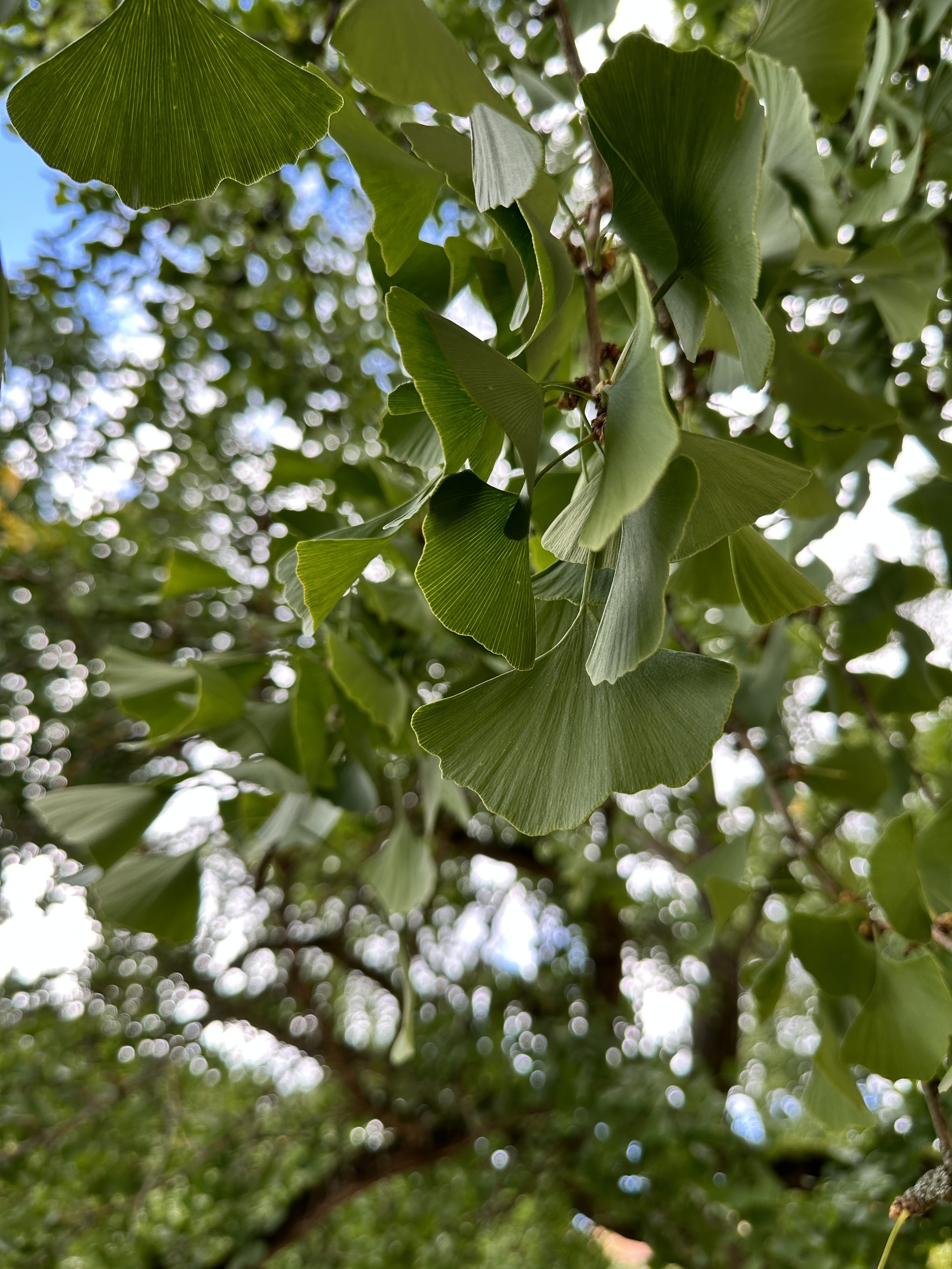 iPhone 14 Pro foto LsA 5