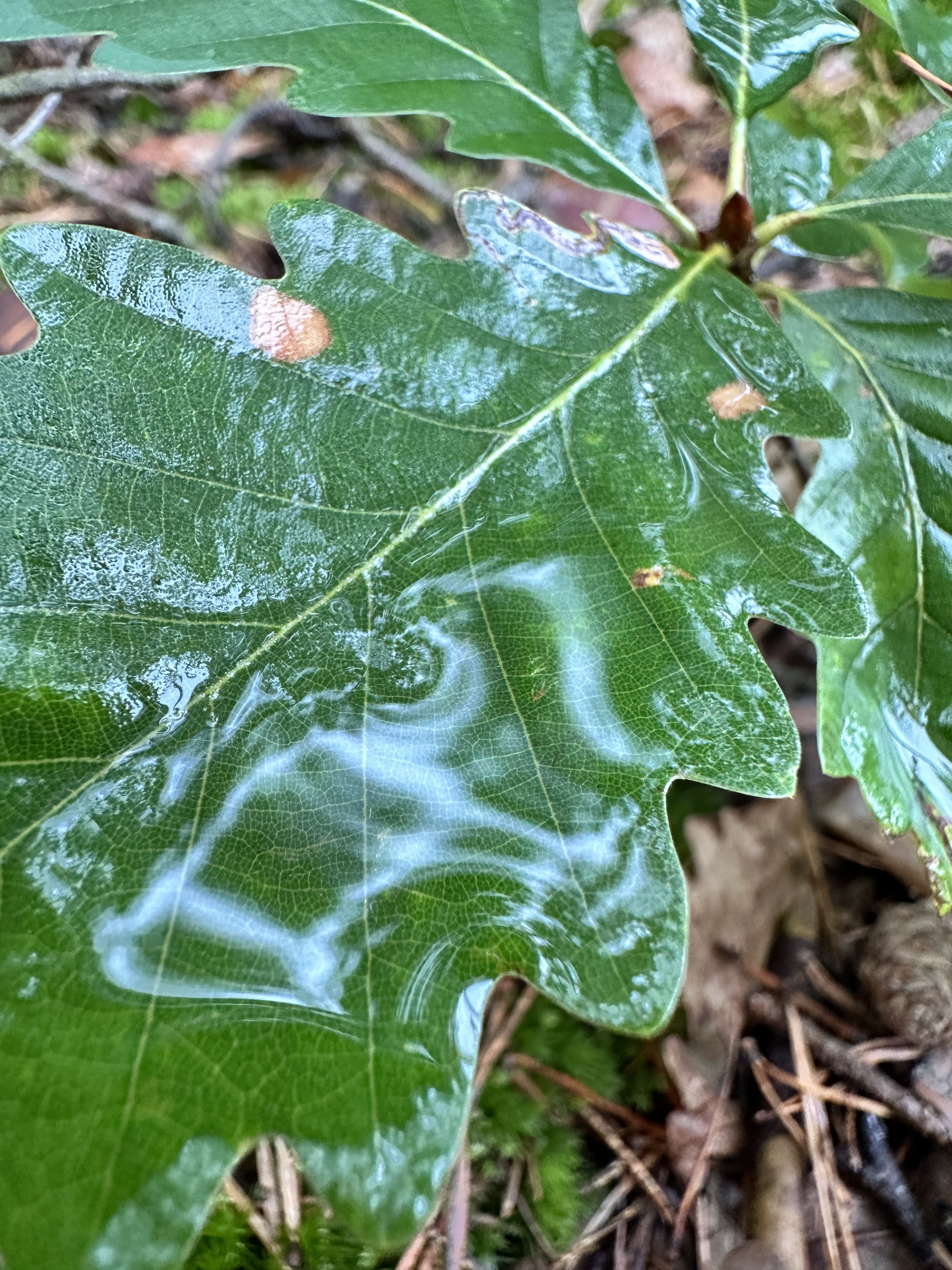 iPhone 14 Pro houby 10