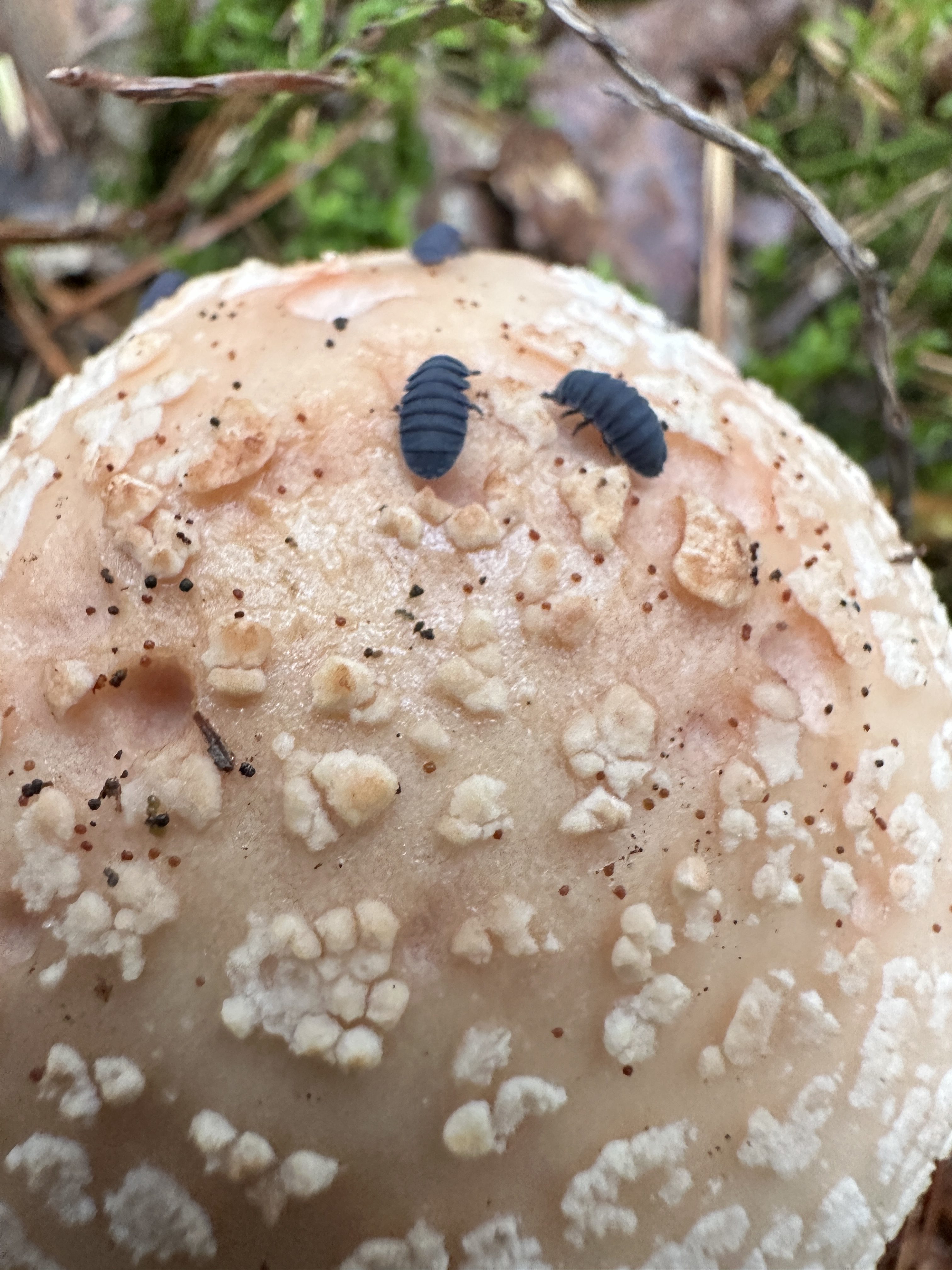 iPhone 14 Pro houby 22