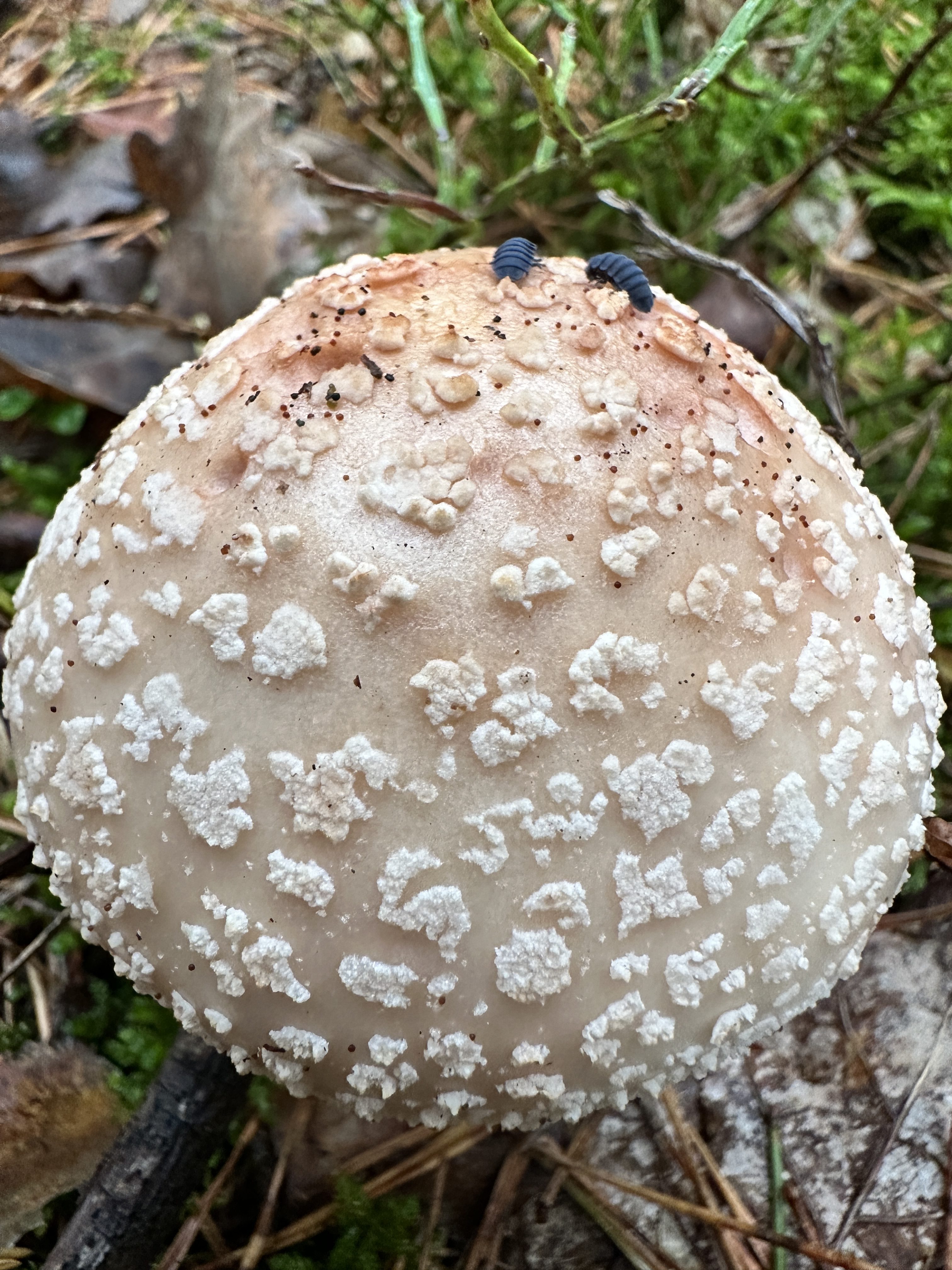 iPhone 14 Pro houby 23