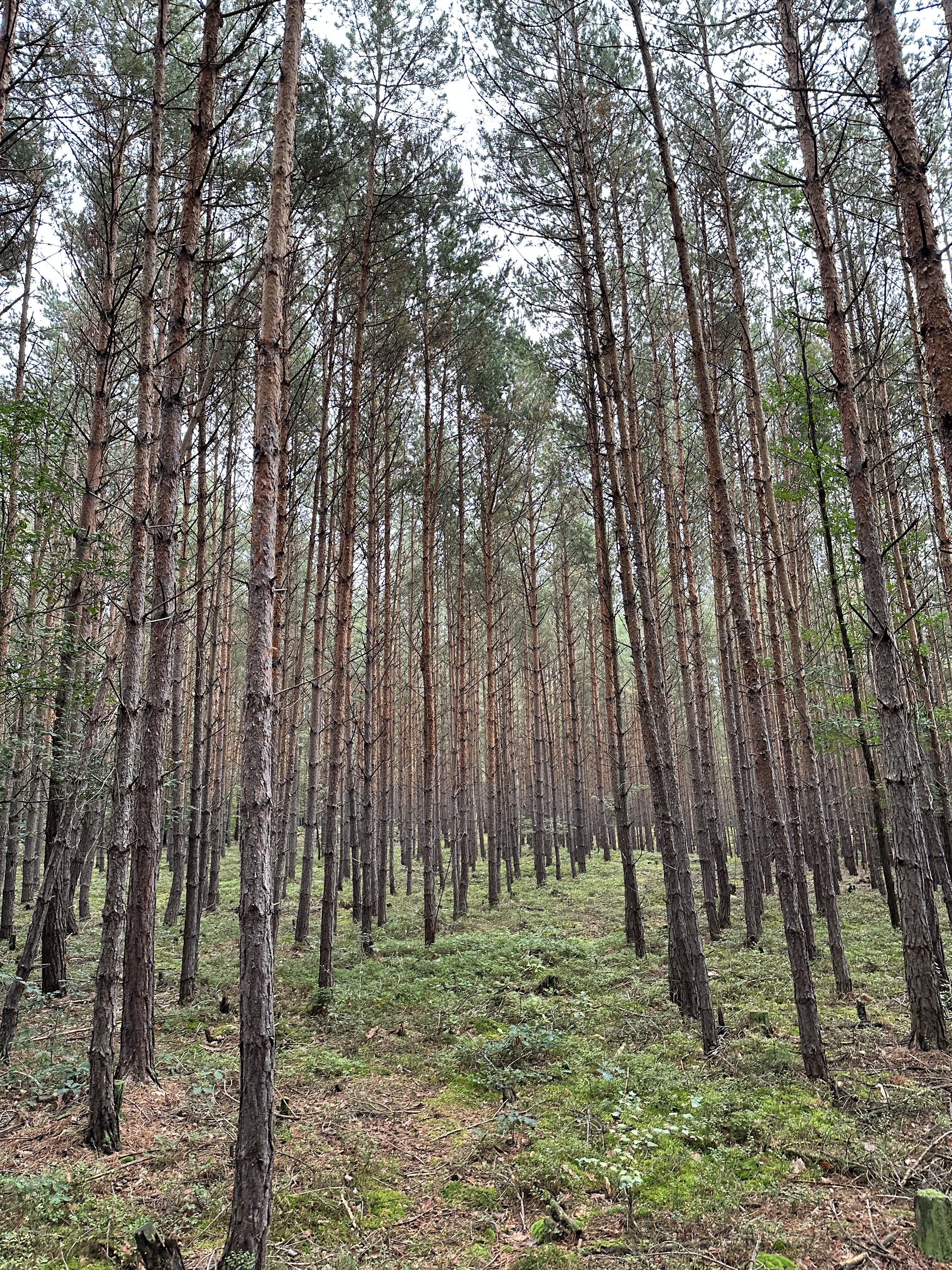 iPhone 14 Pro houby 28