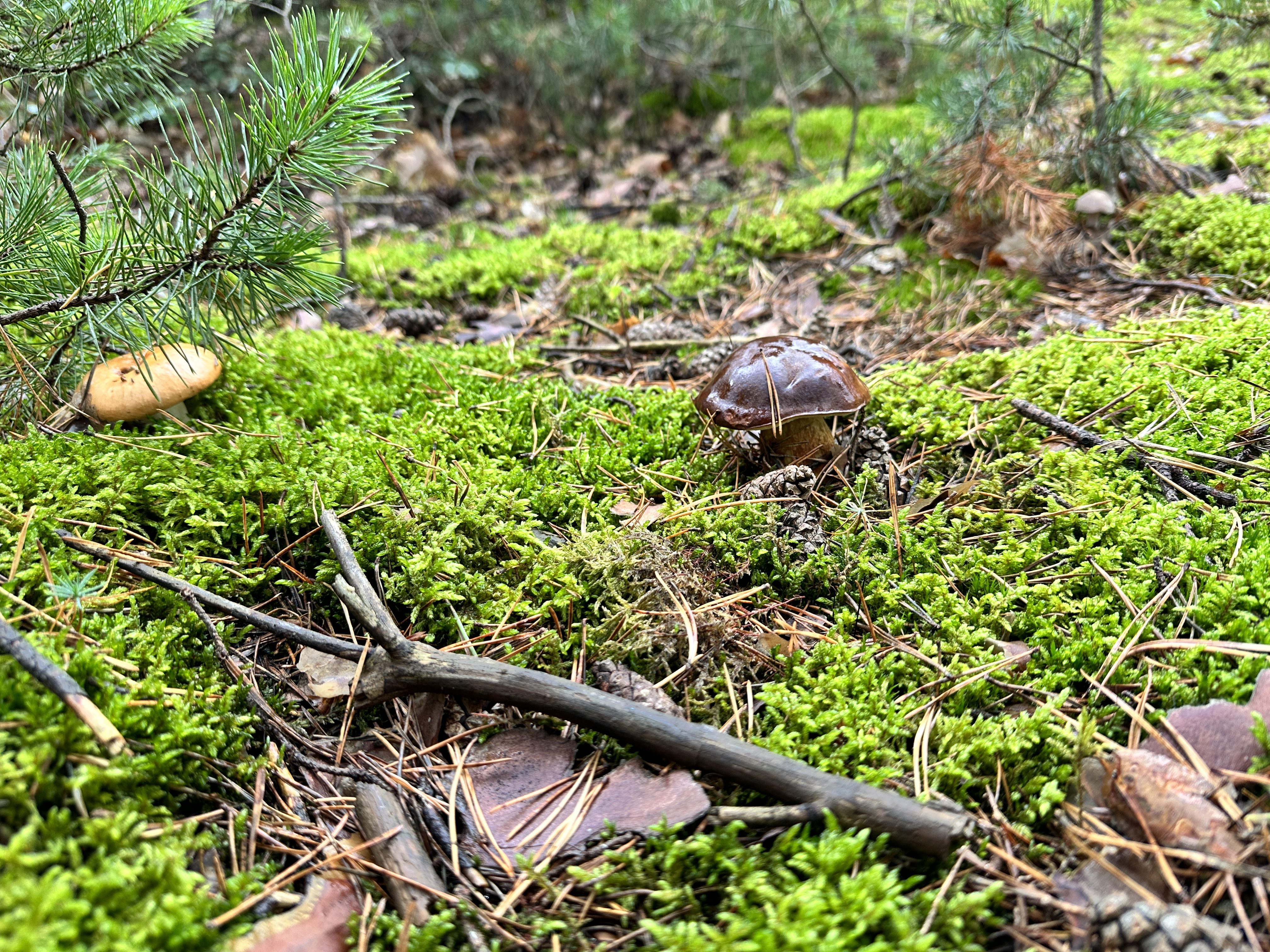 iPhone 14 Pro houby 3